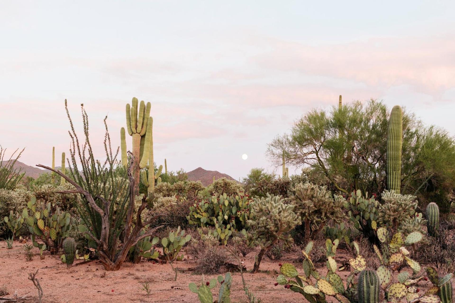 The JTH Tucson photo 9