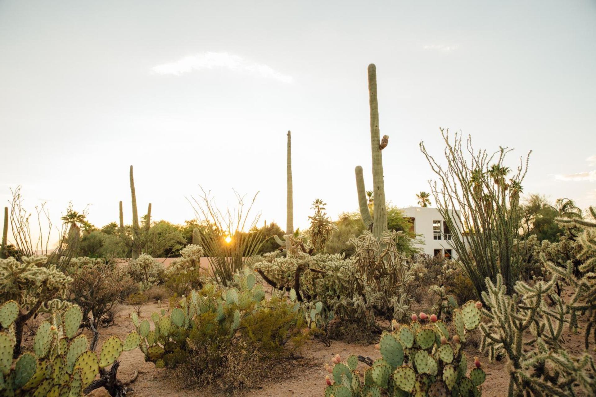 The JTH Tucson photo 19