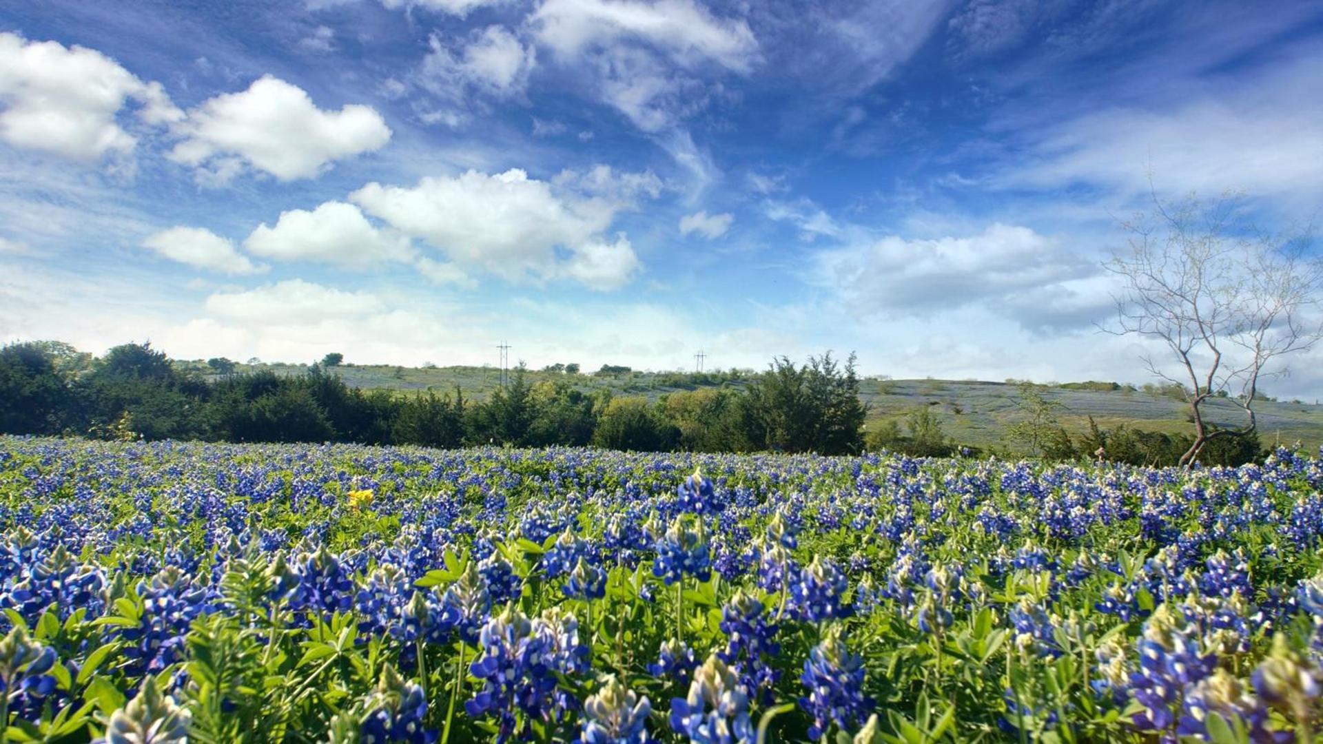 Blue Hills Ranch photo 3