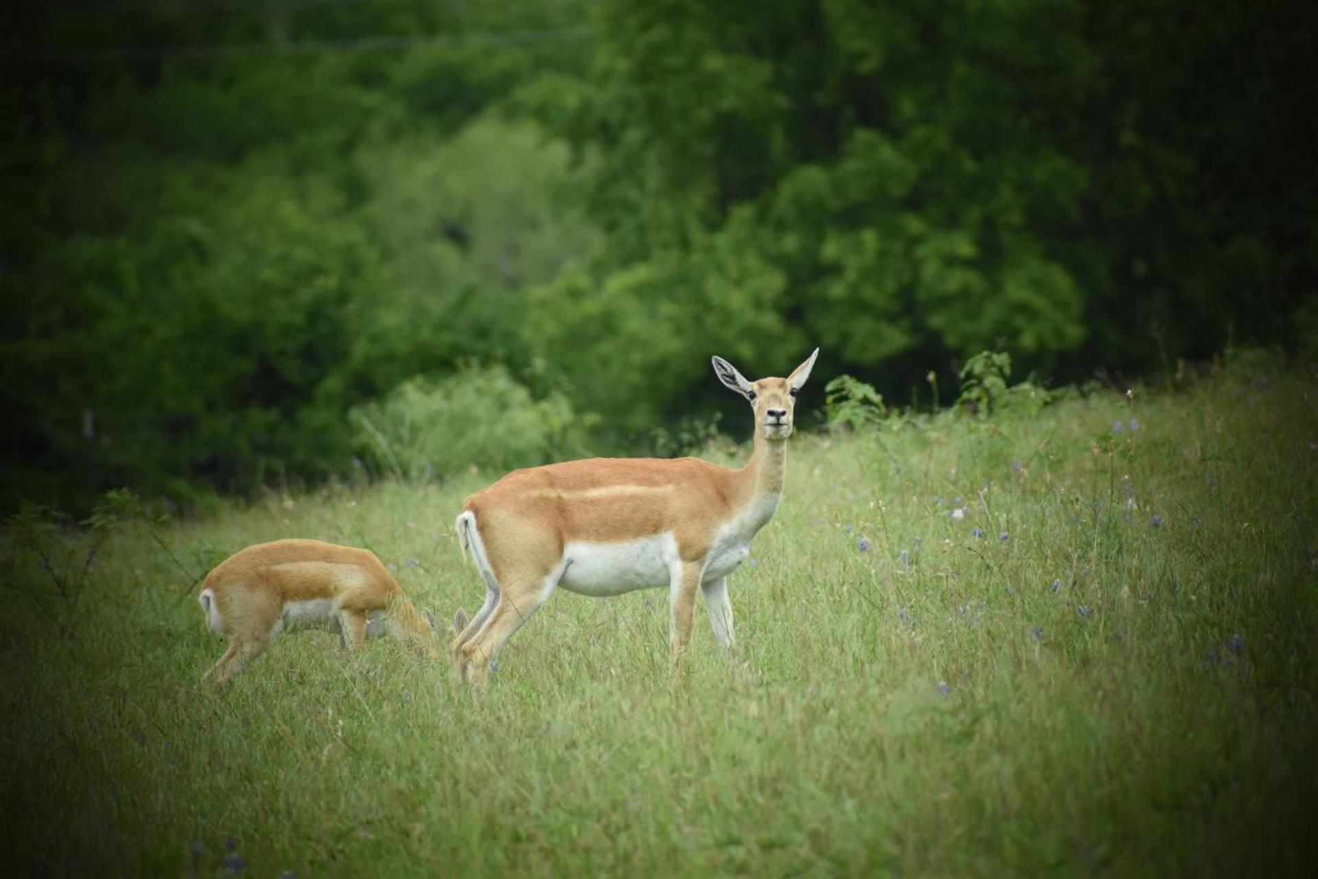 Blue Hills Ranch photo 66