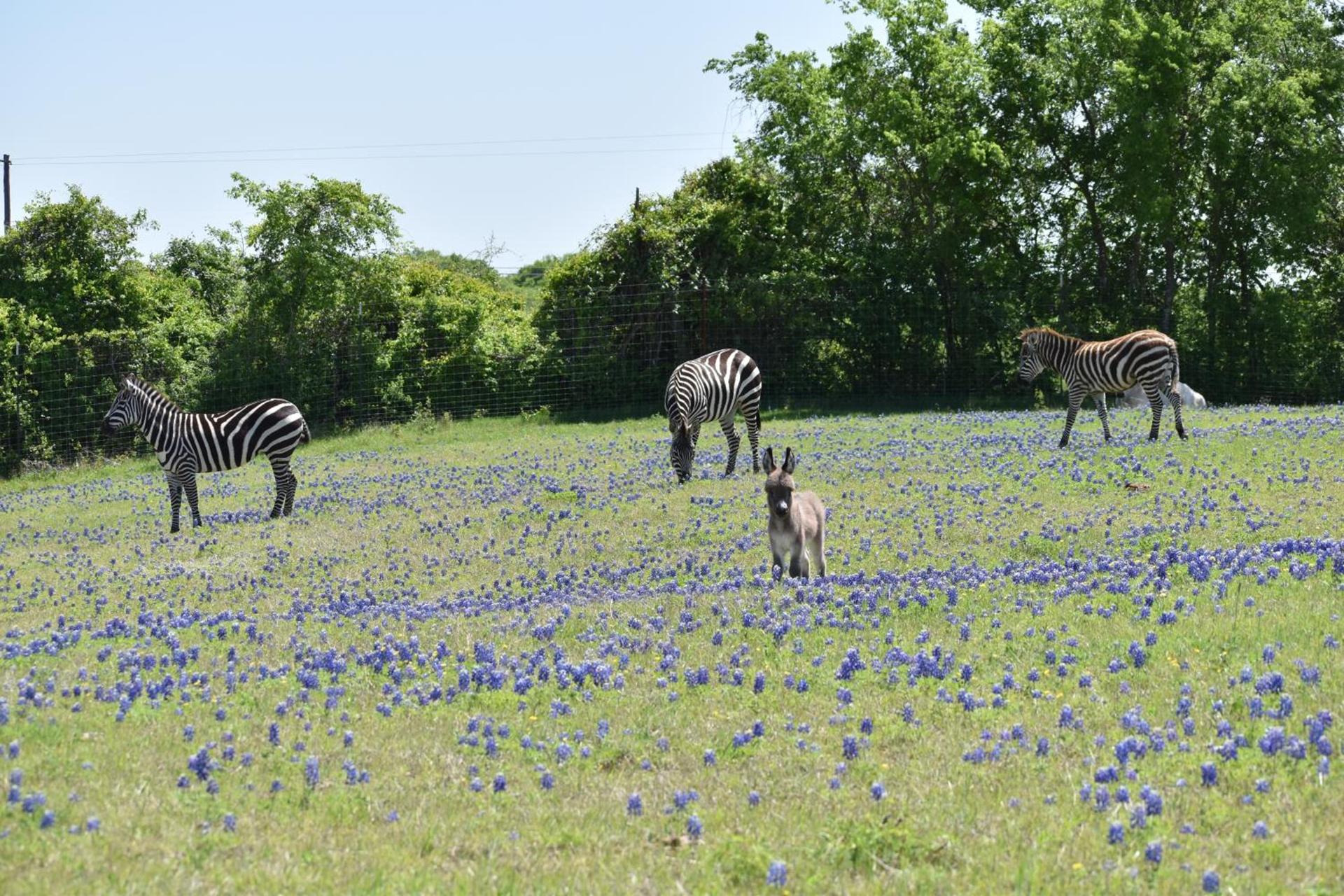 Blue Hills Ranch photo 87