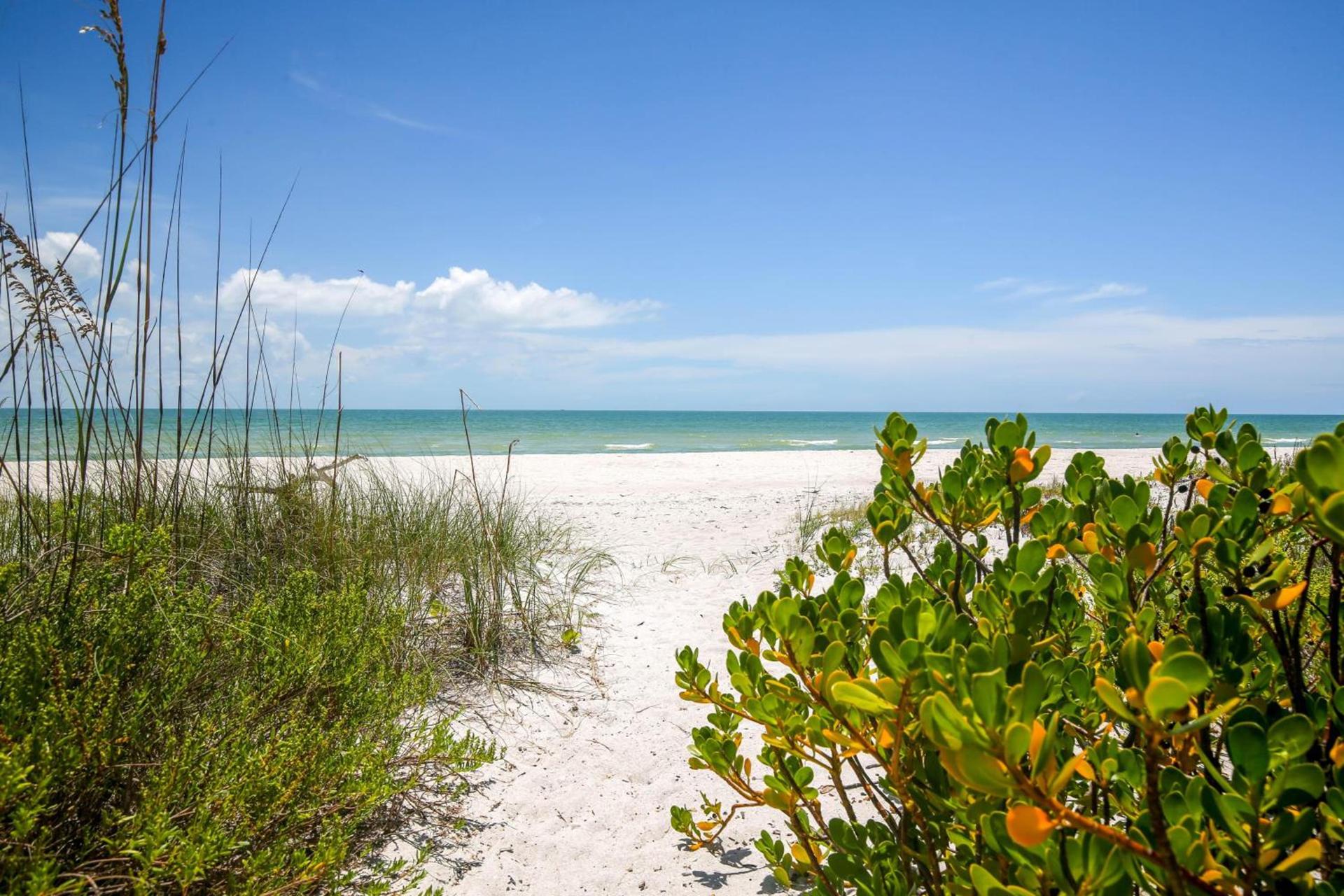 Sanddollar #B302 photo 44