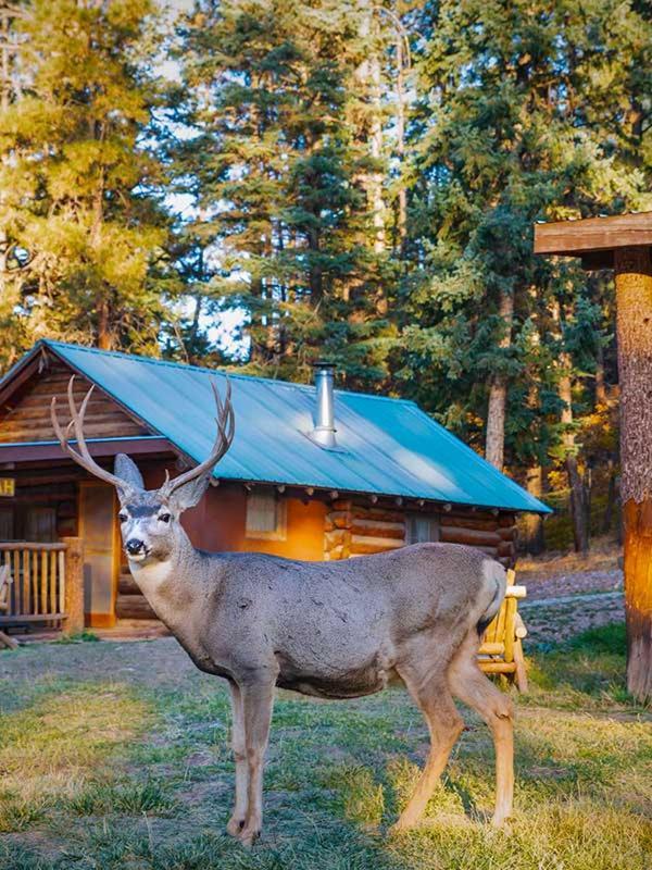 Corkins Lodge photo 6