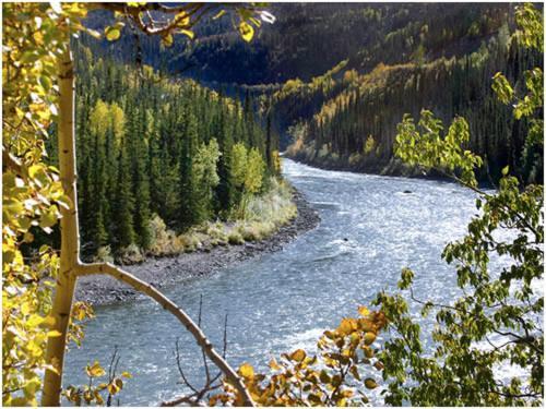 Denali Grizzly Bear Resort photo 26