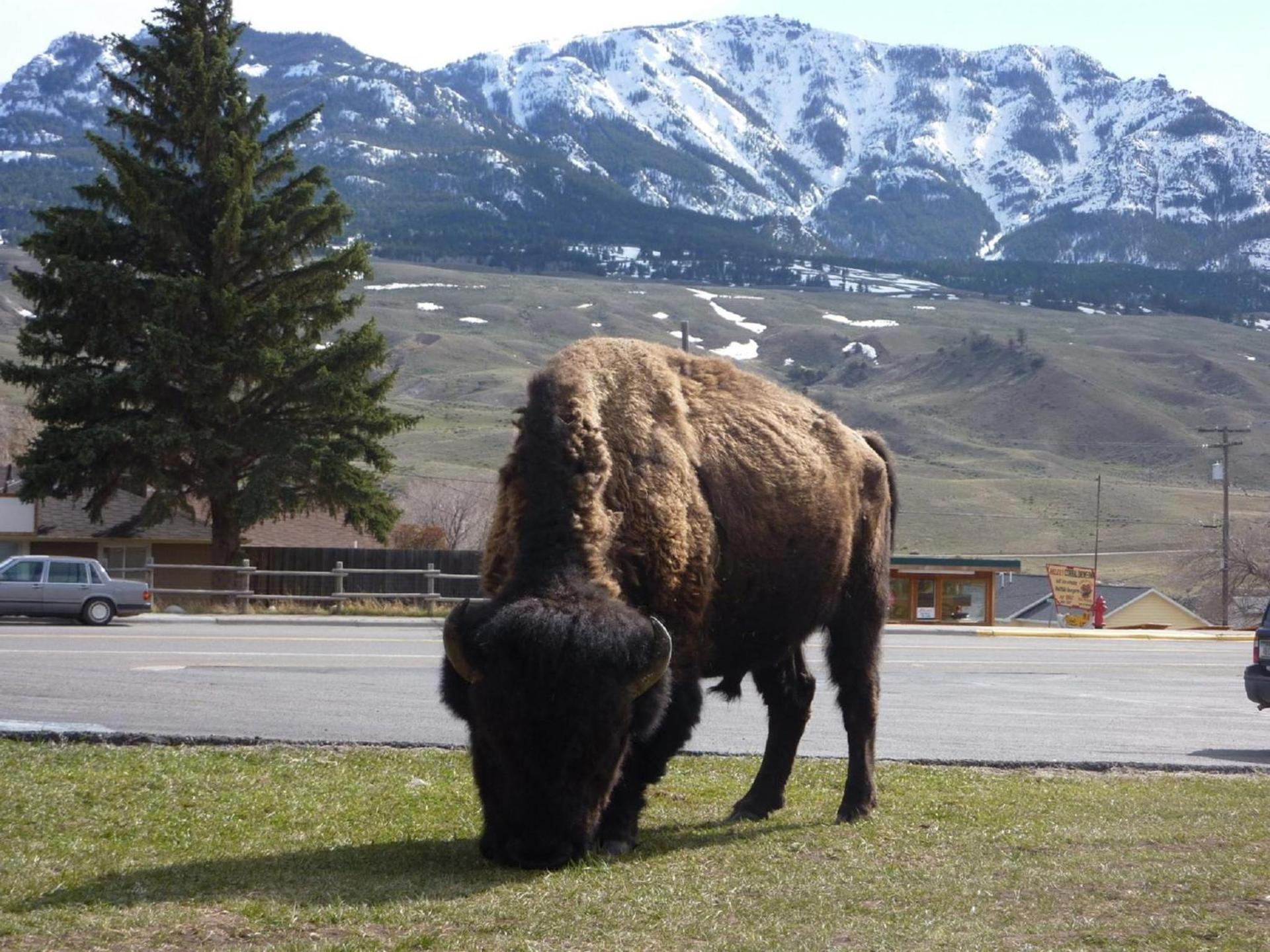 Yellowstone Gateway Inn photo 2