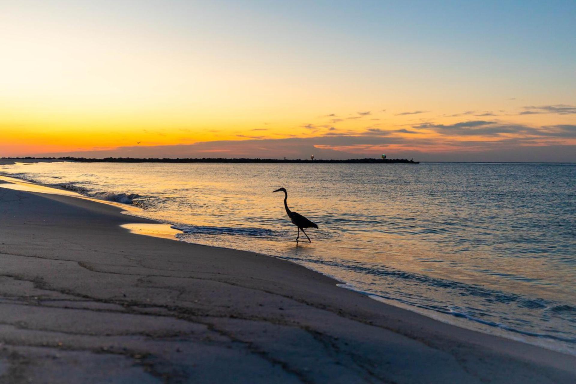 Perdido Beach Resort photo 71