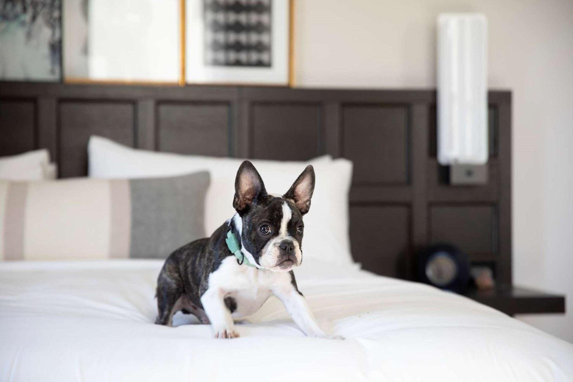 The Clift Royal Sonesta San Francisco photo 81