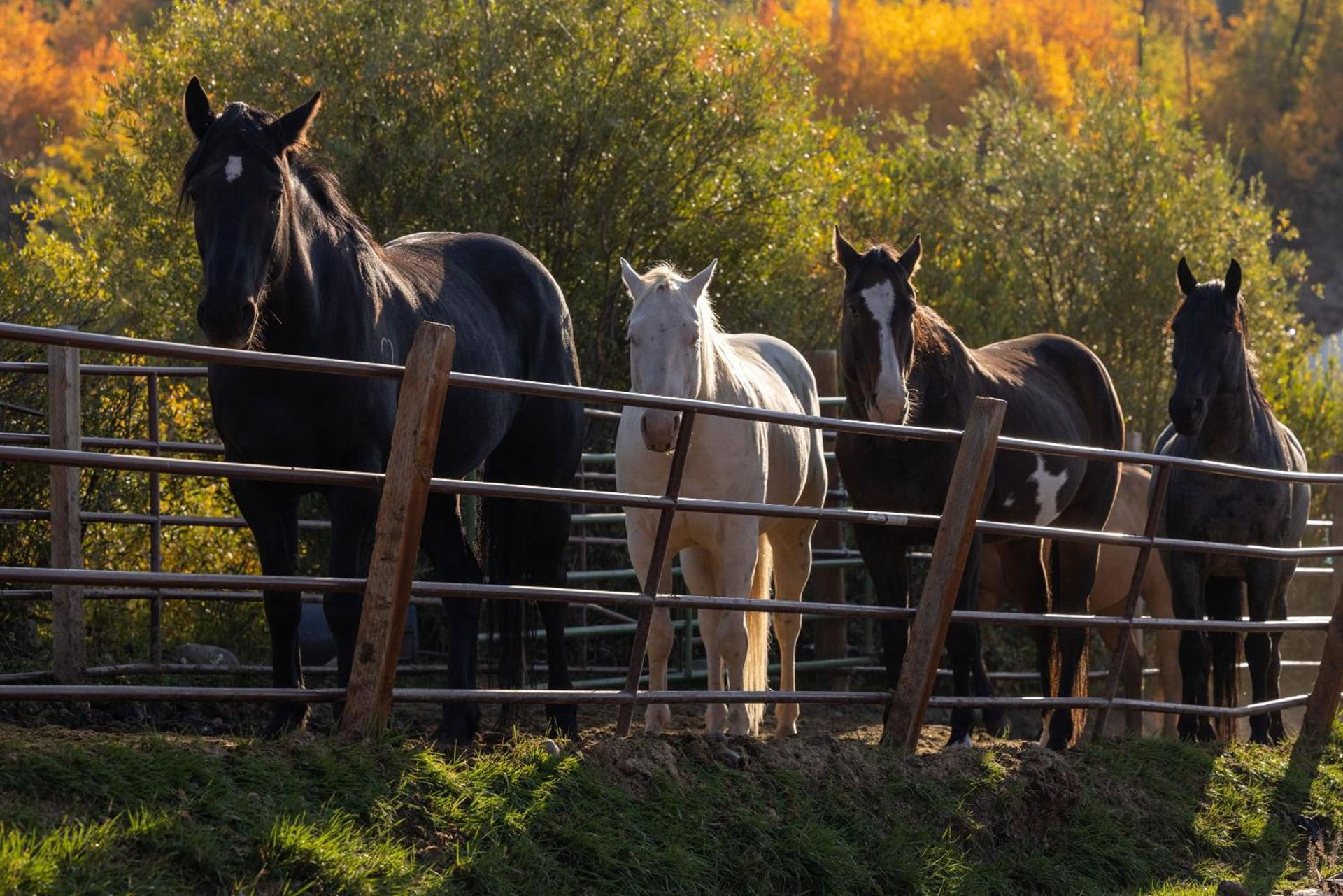 Heart Six Ranch photo 26