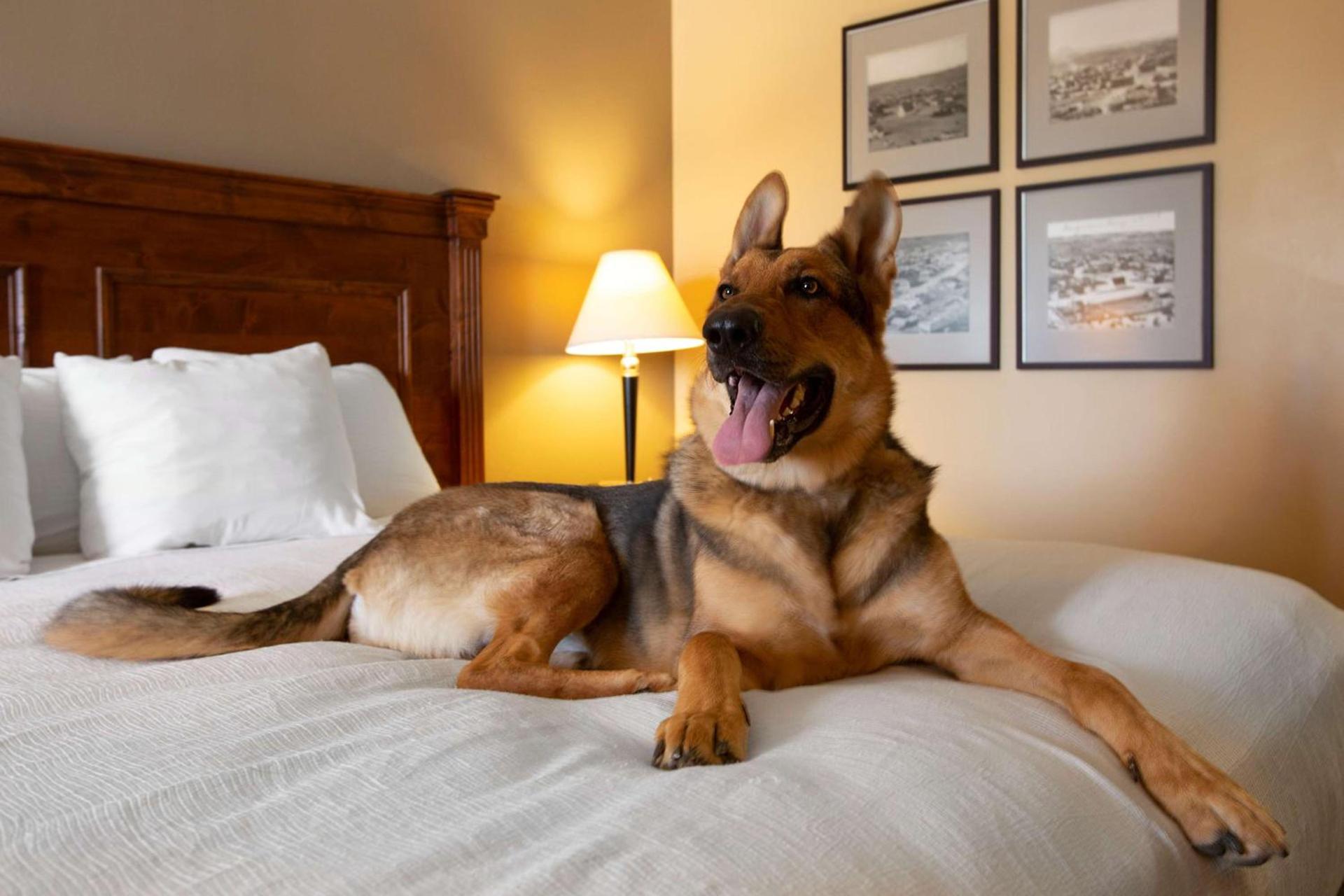 Best Western Plus King's Inn and Suites photo 21