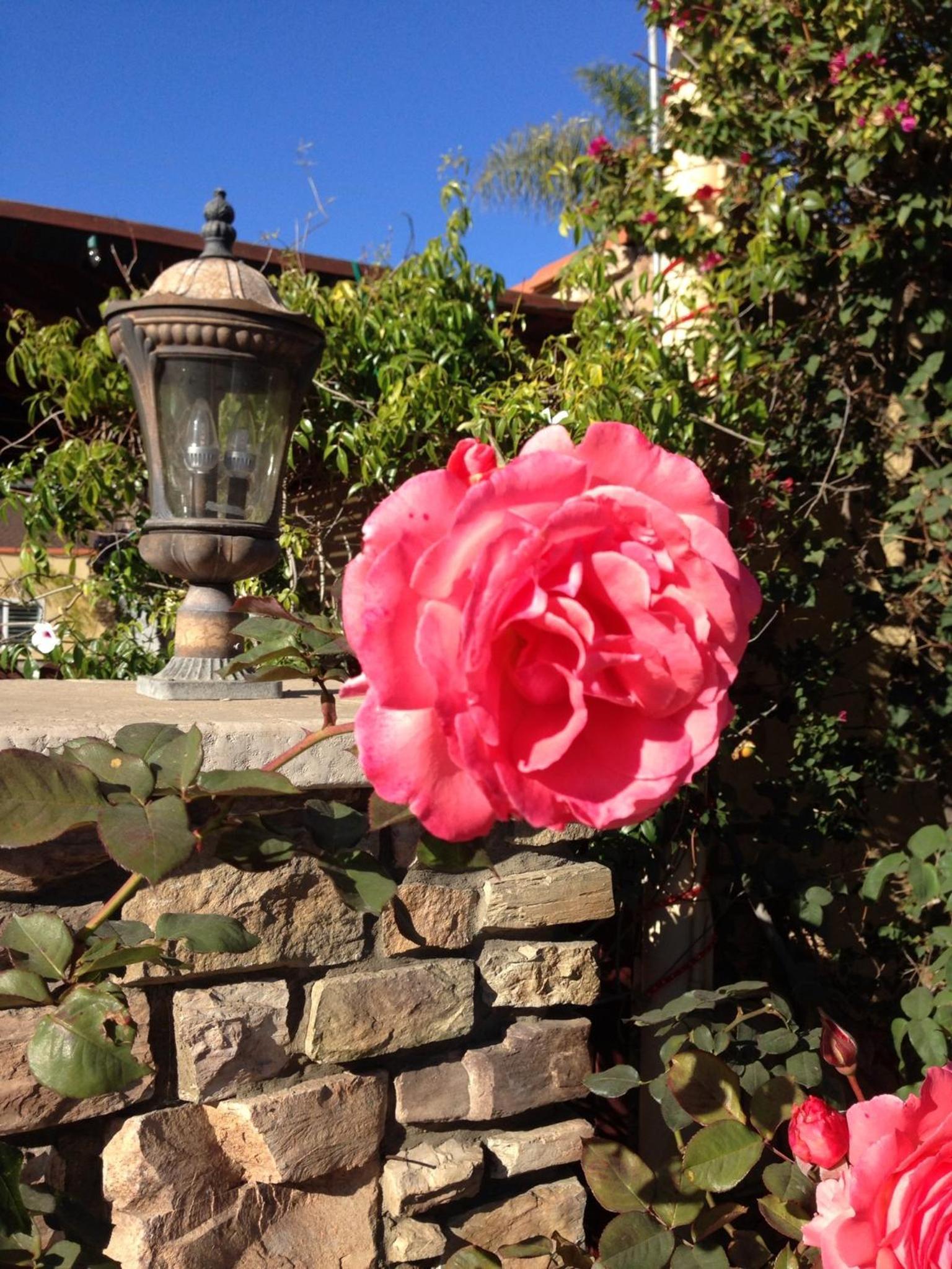 Leucadia Beach Inn photo 36