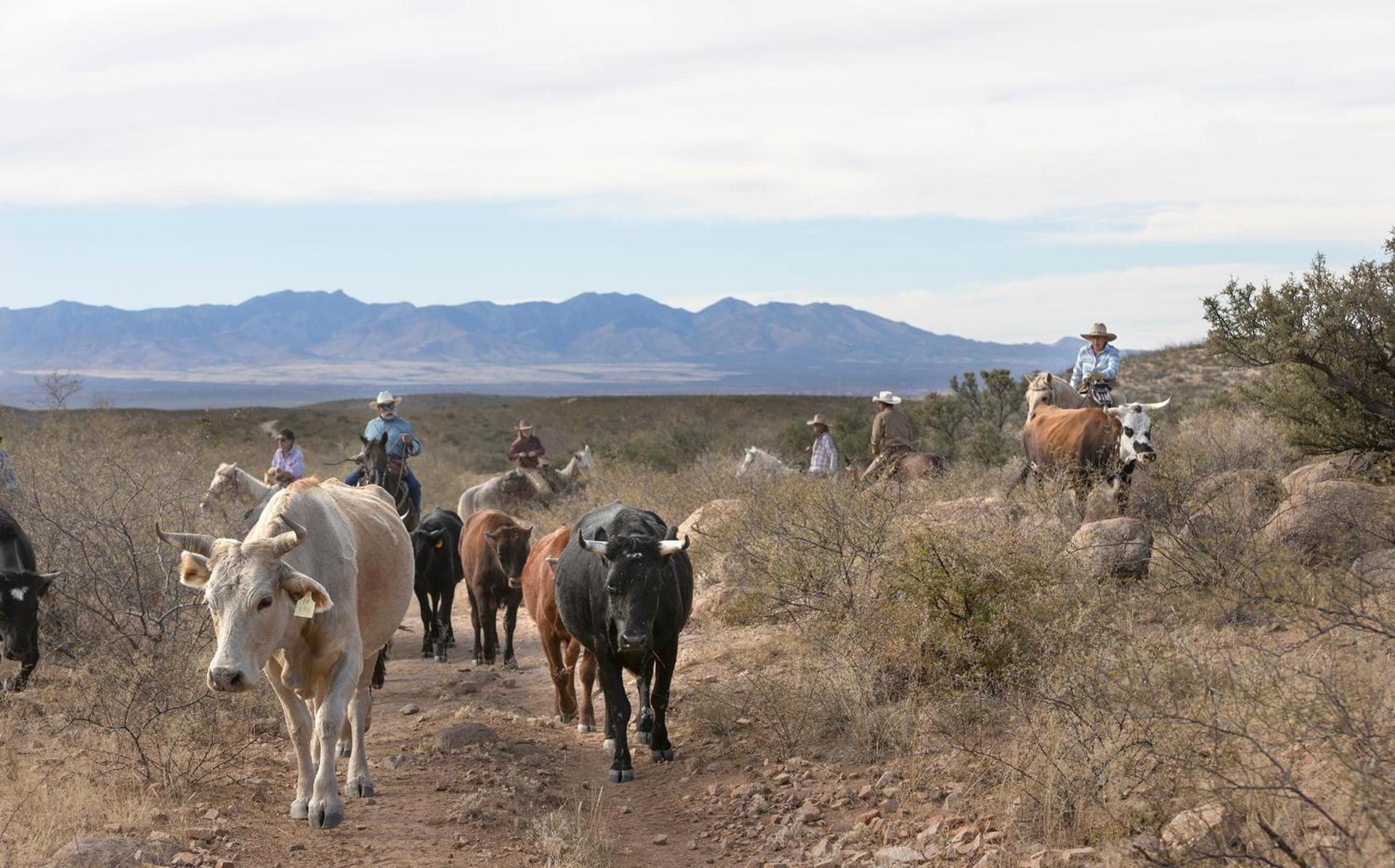 Tombstone Monument Guest Ranch photo 3