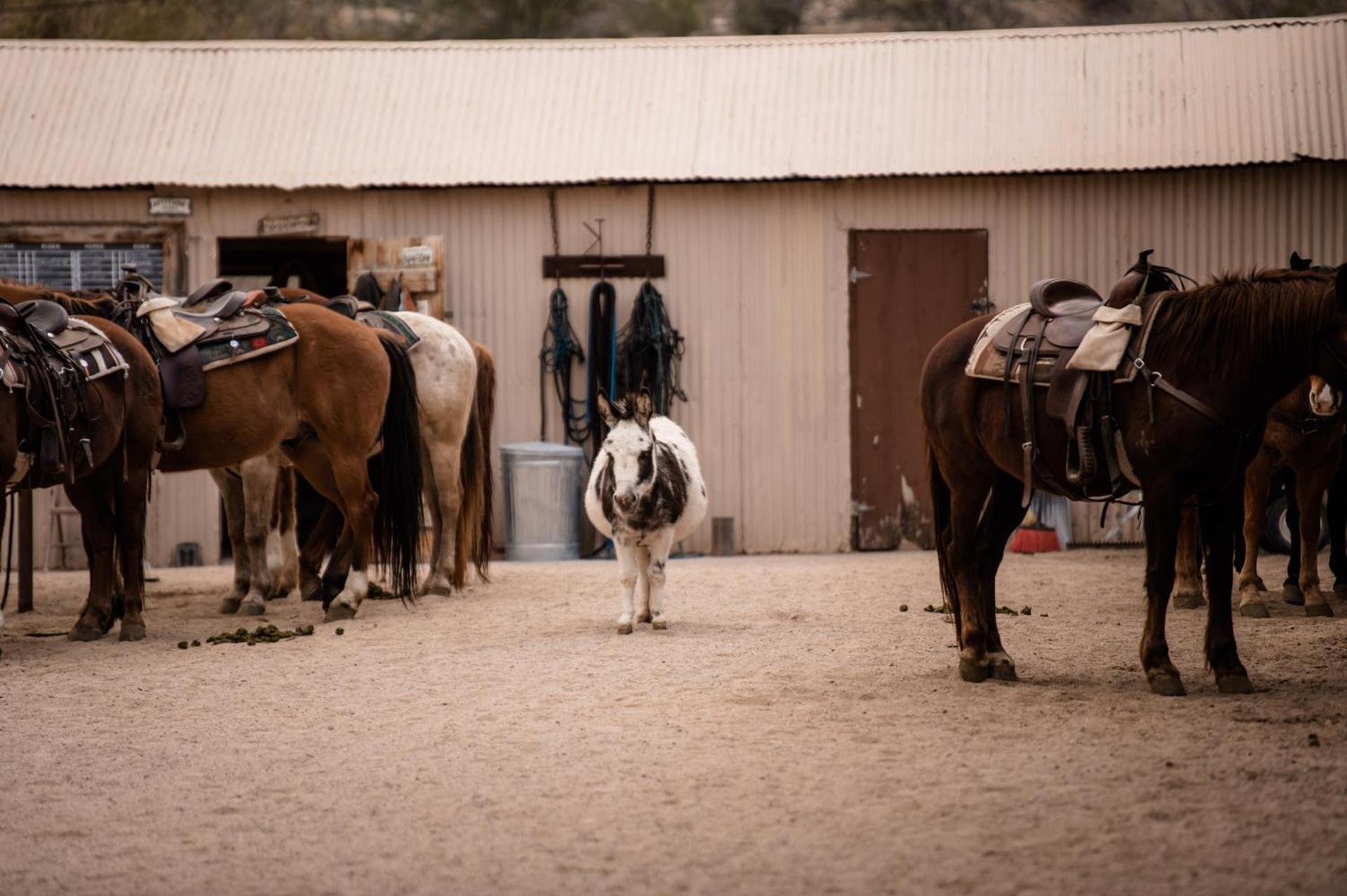 Kay El Bar Guest Ranch photo 20