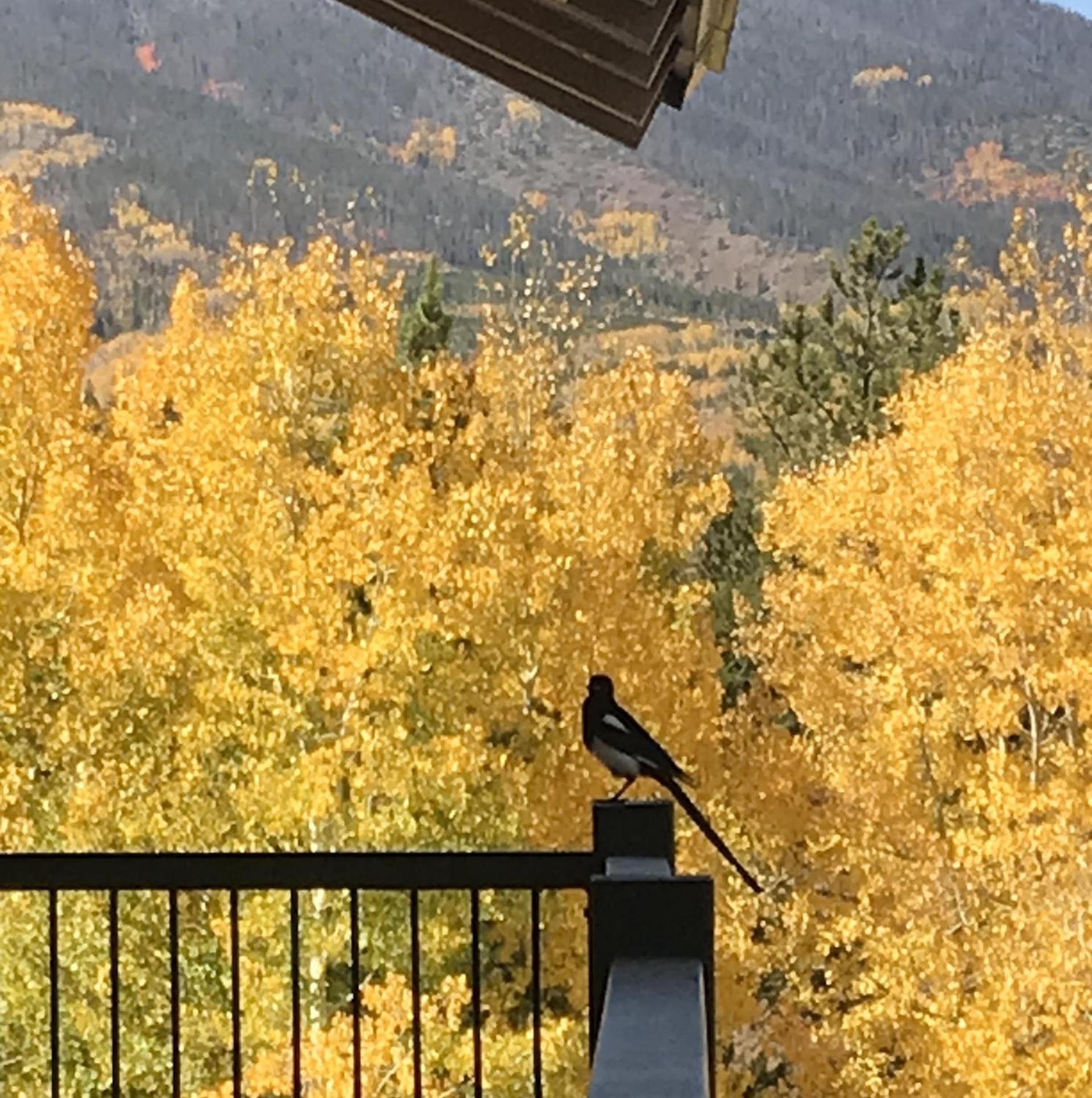 Hideaway Mountain Lodge photo 25