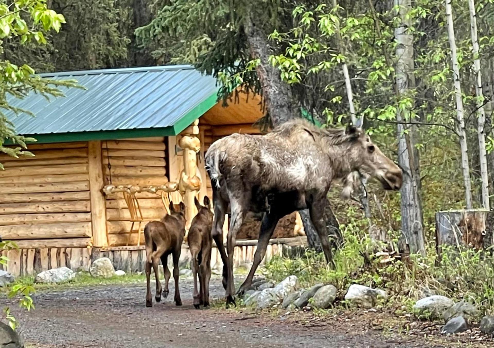 Carlo Creek Cabins photo 65