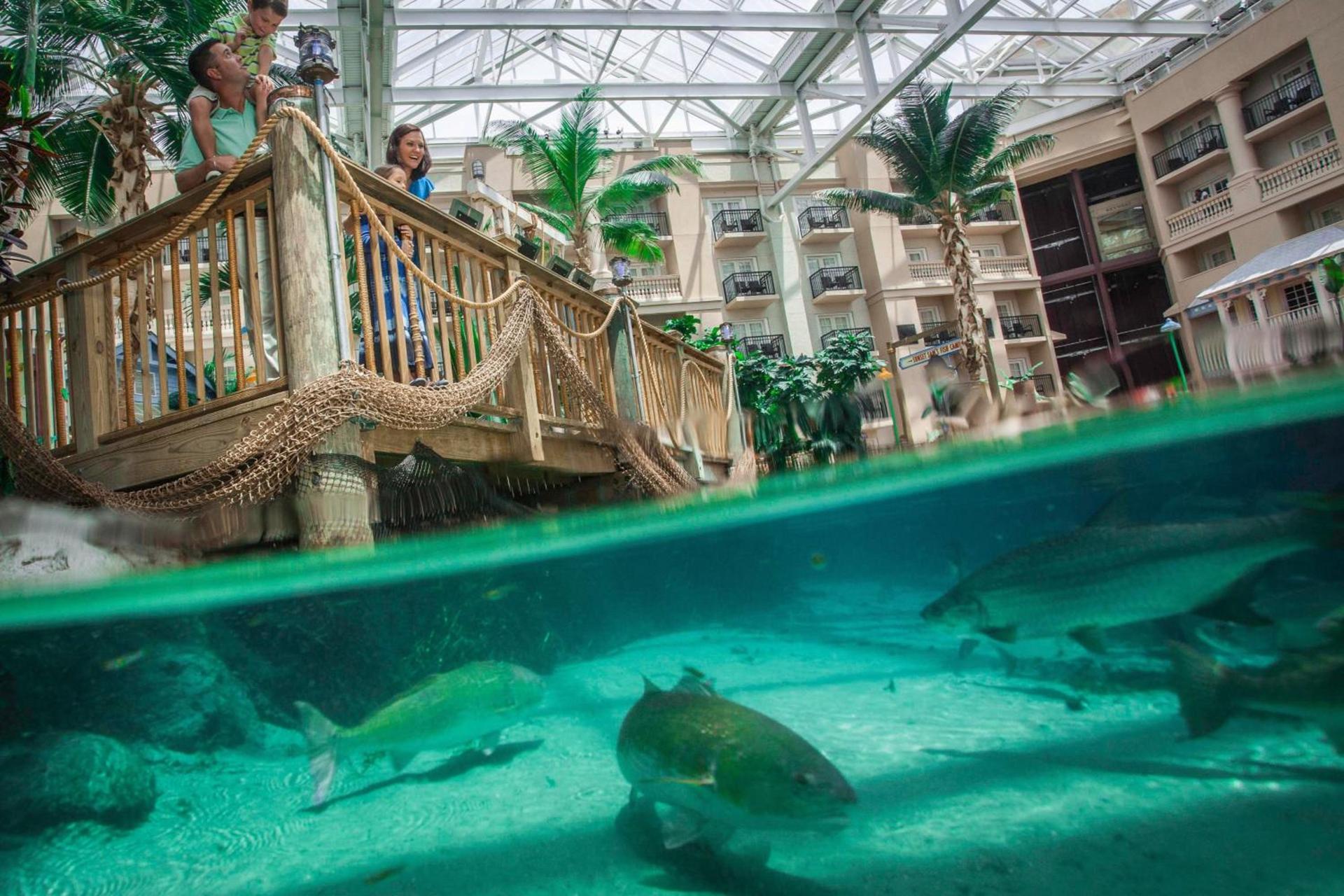Gaylord Palms Resort & Convention Center photo 7