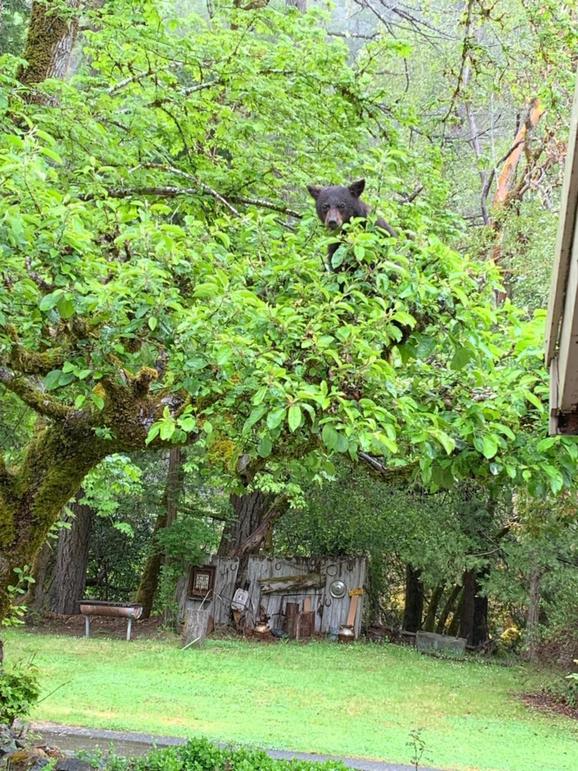Patrick Creek Lodge photo 17