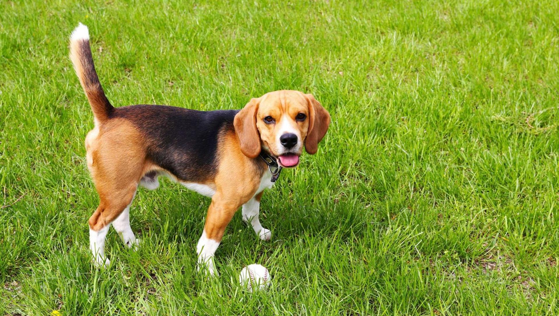 Mountain Home Inn photo 11