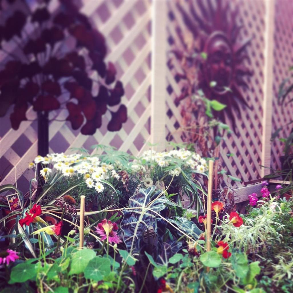 Adelaide Hostel photo 36