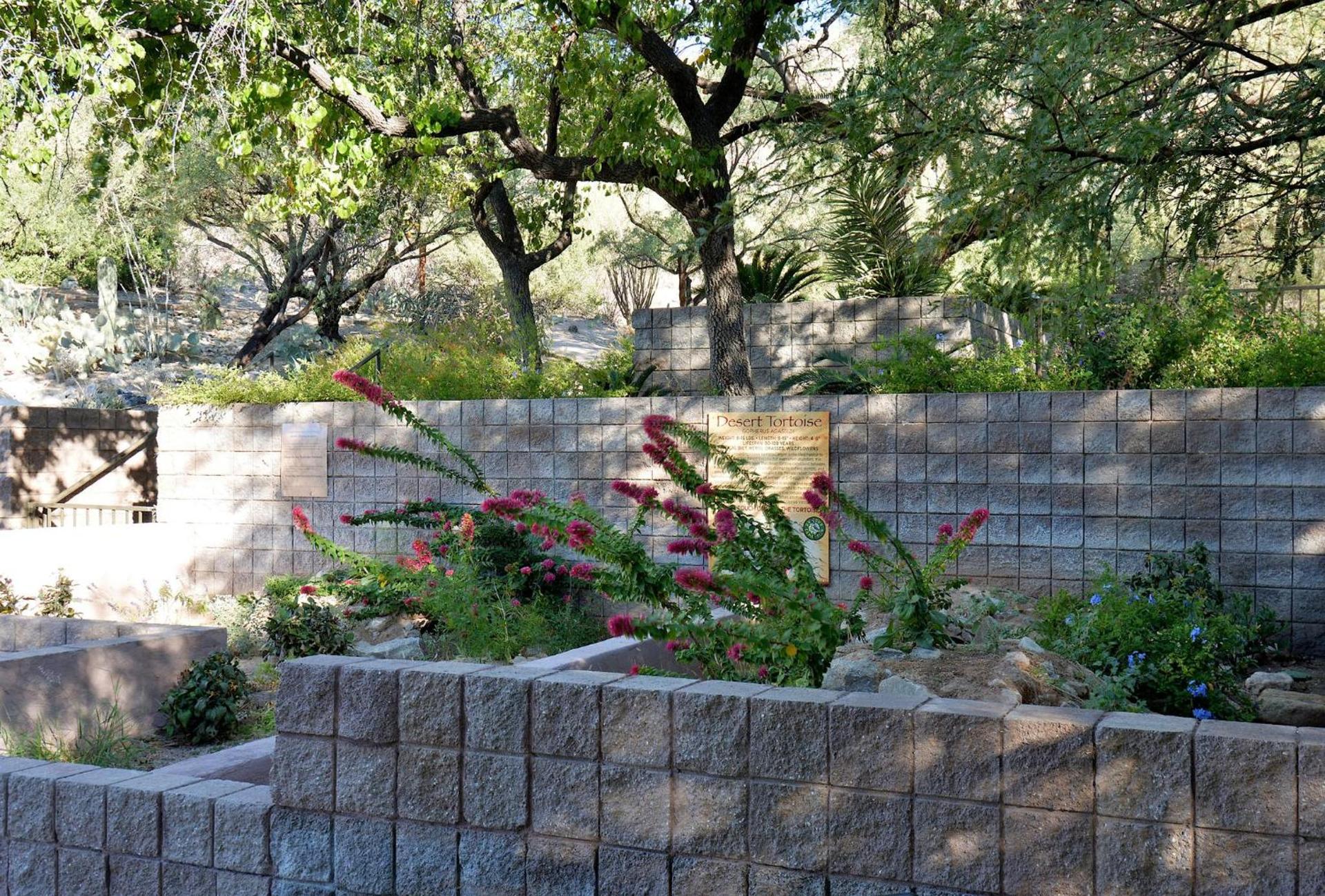 Loews Ventana Canyon Resort photo 66