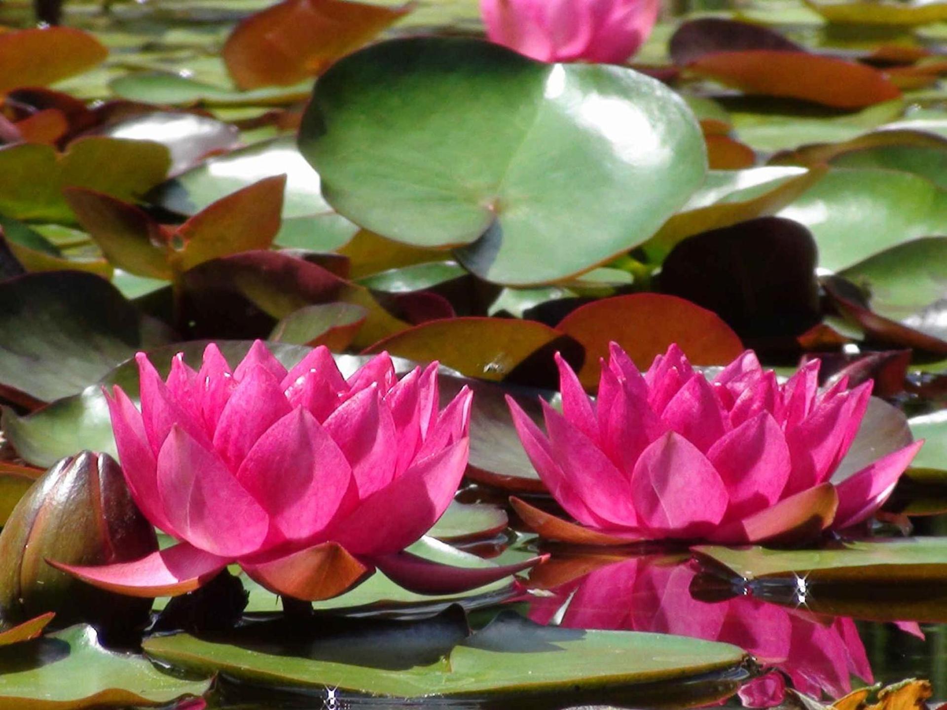 Trickling Waters Retreat photo 23