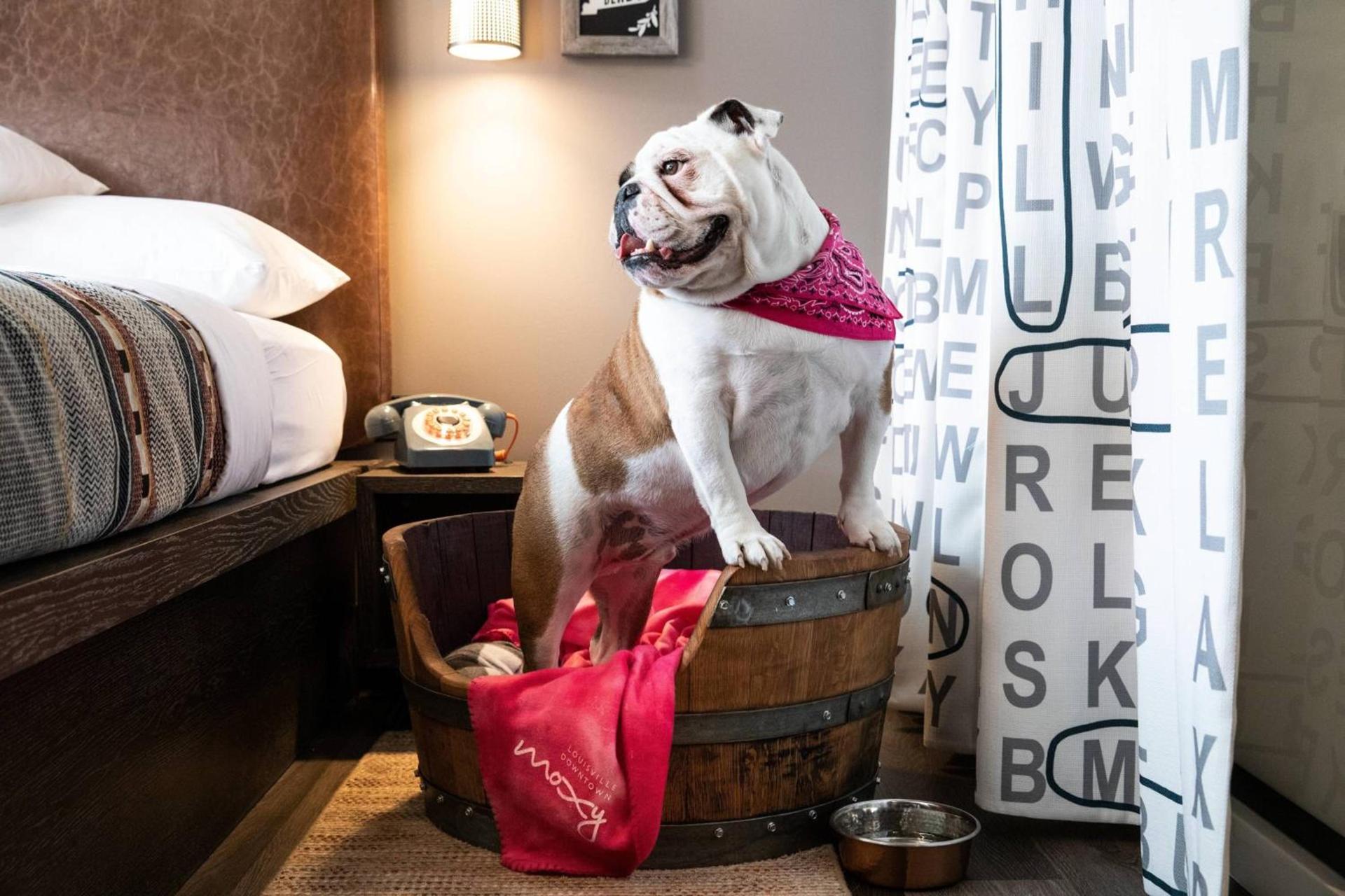 Moxy Louisville Downtown photo 33