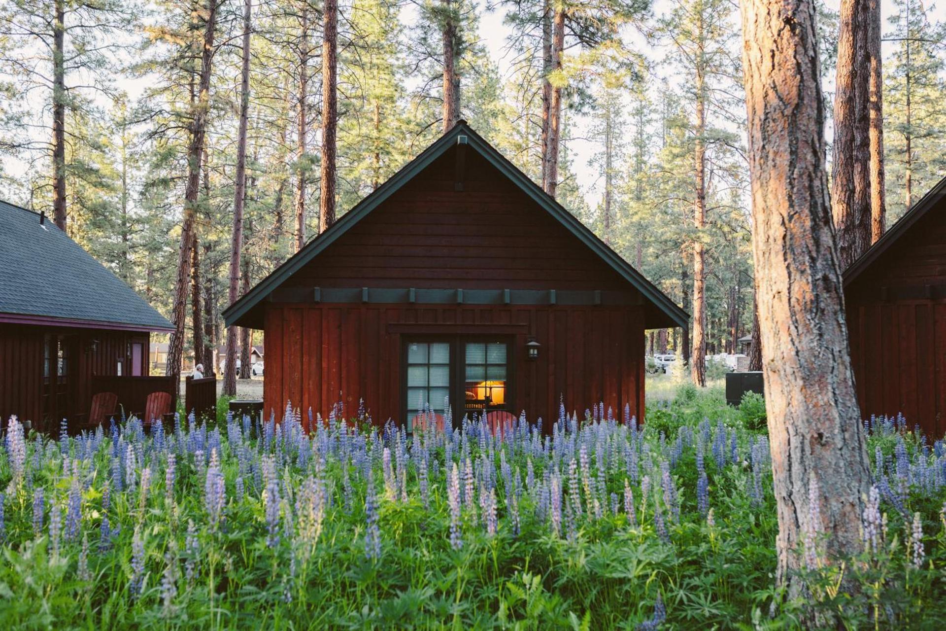 FivePine Lodge photo 3