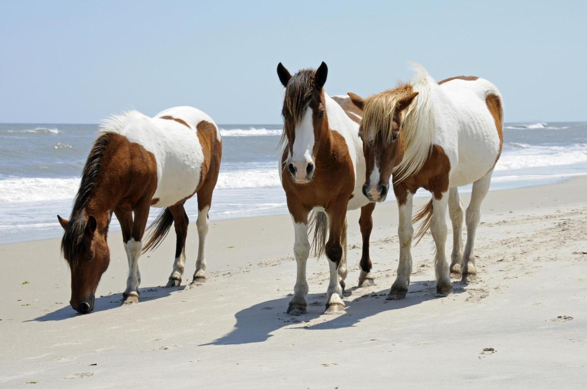 Chincoteague Inn photo 14