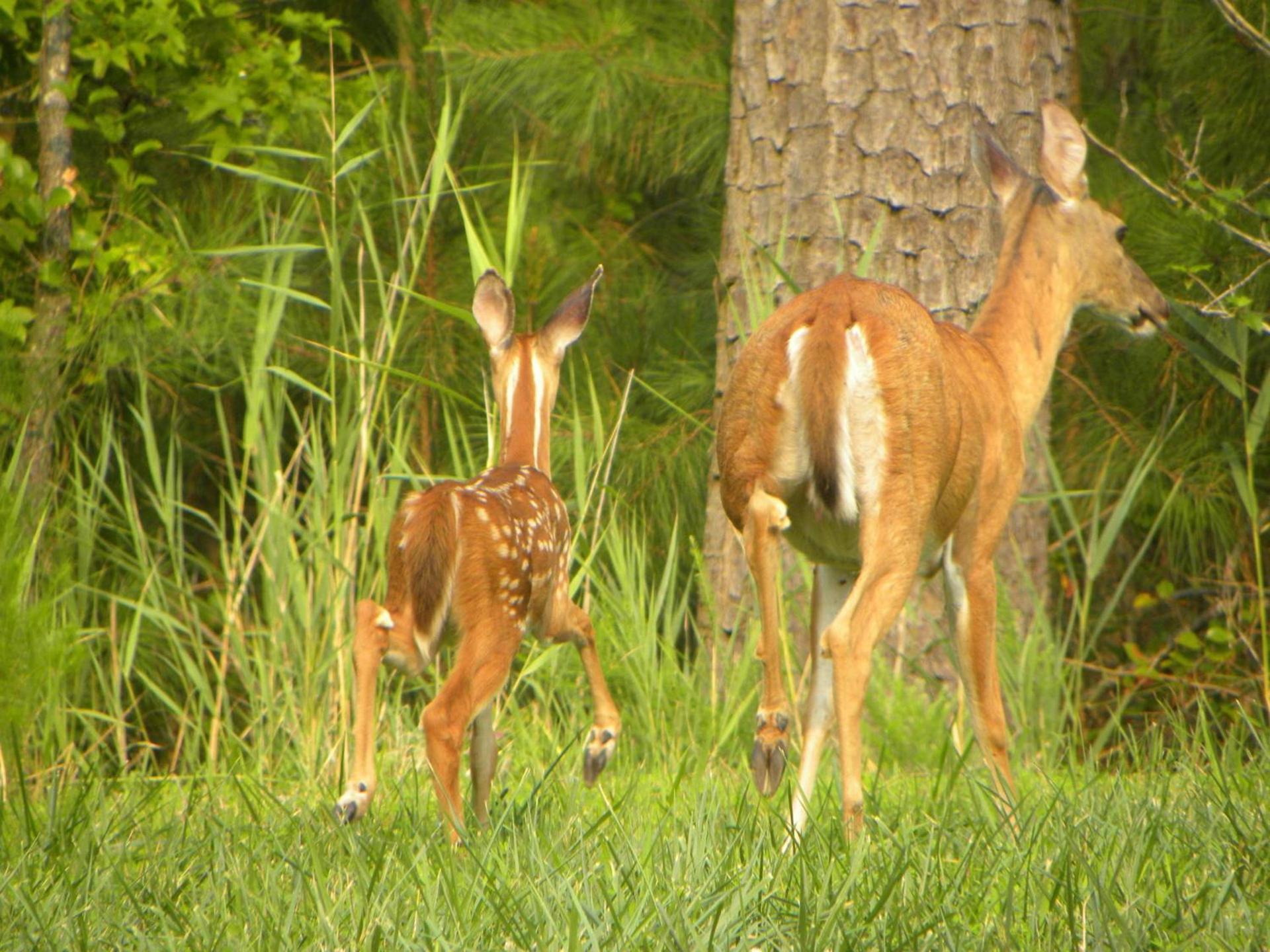 Chincoteague Inn photo 16