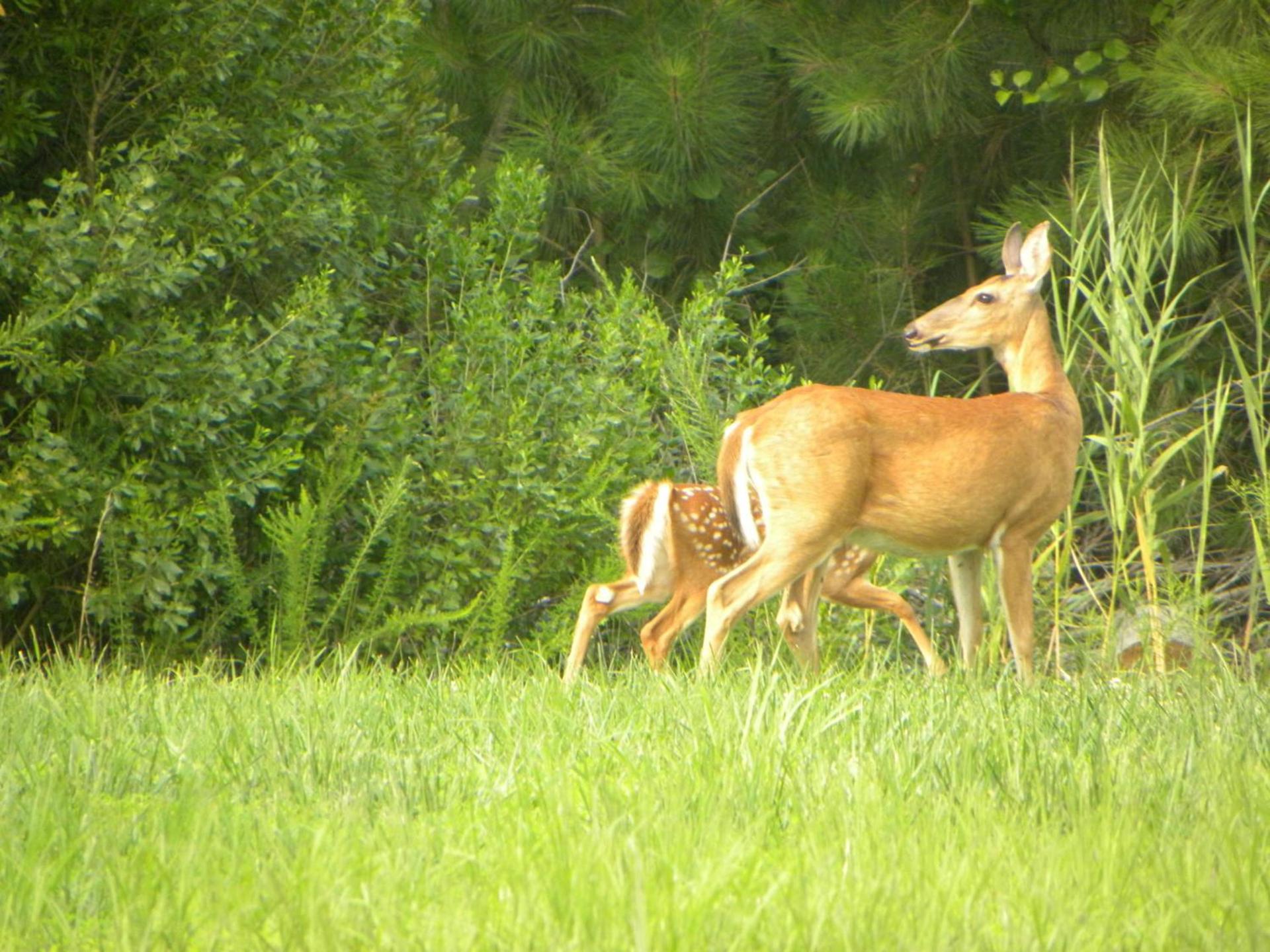 Chincoteague Inn photo 18