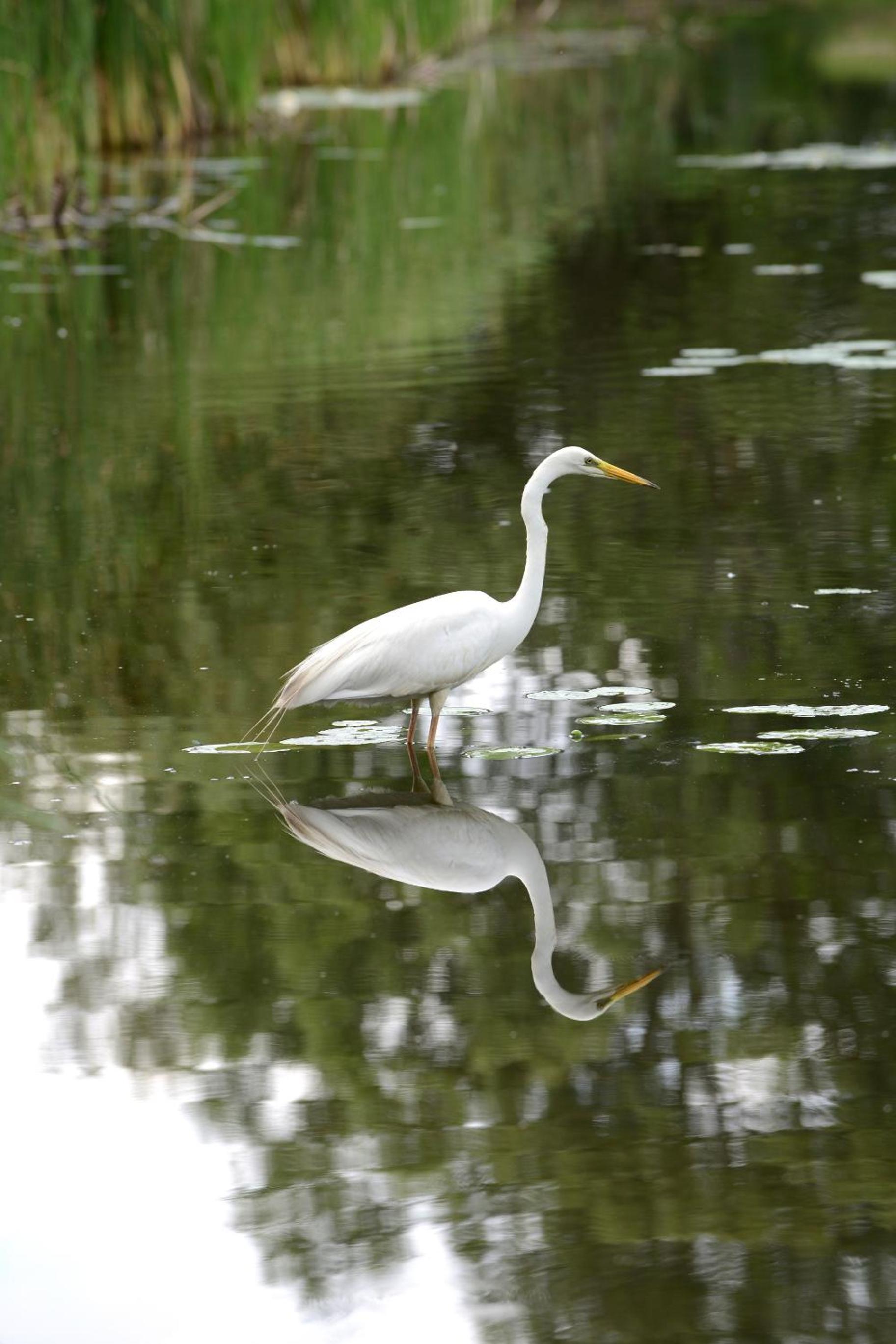 Chincoteague Inn photo 21