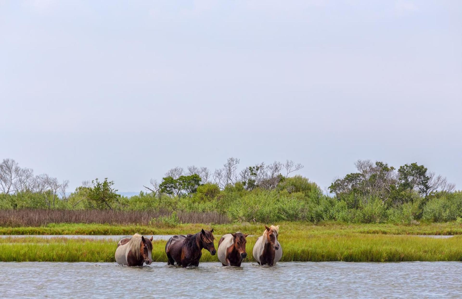 Chincoteague Inn photo 24