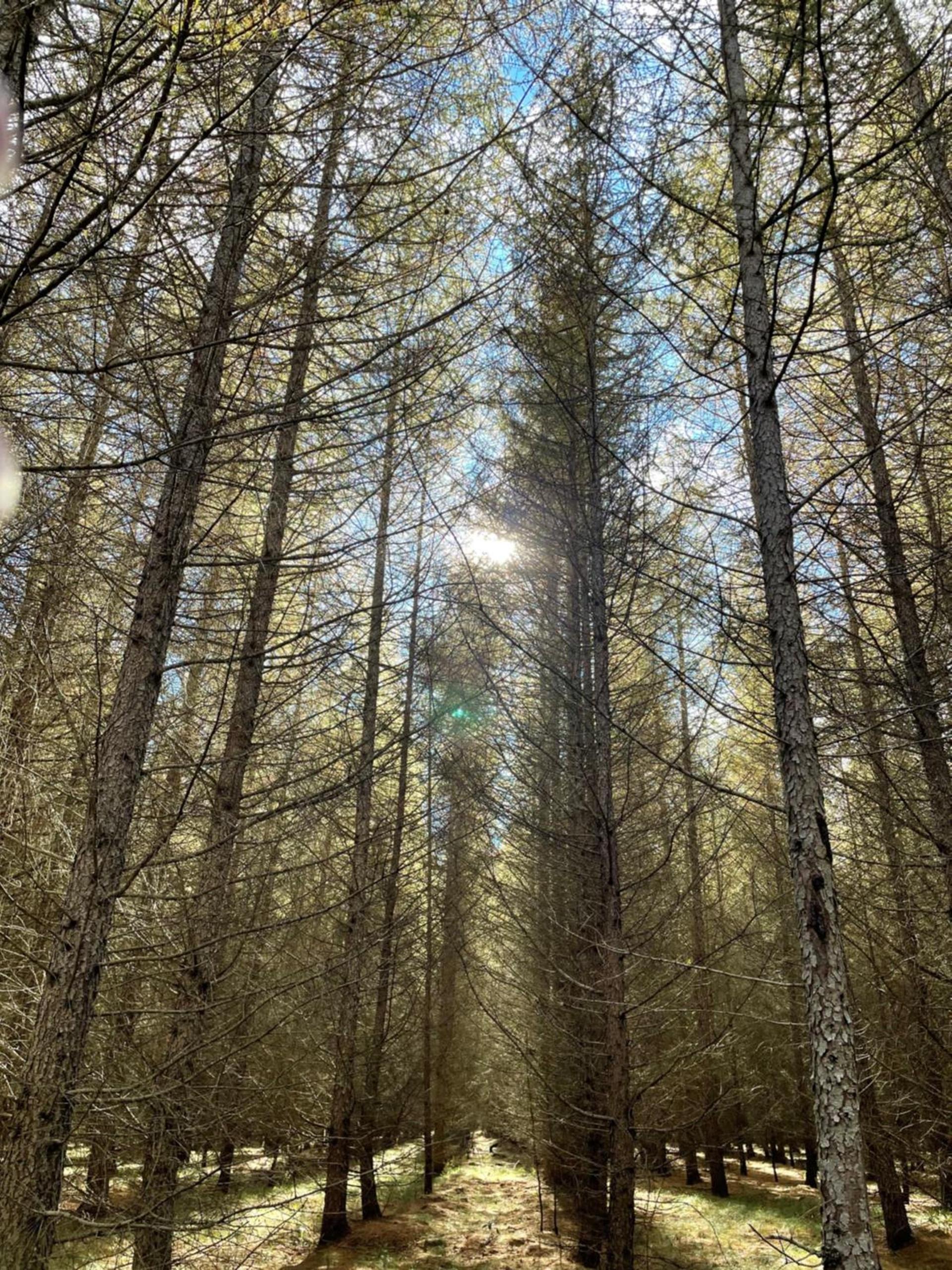 adoba® Dreamland photo 16