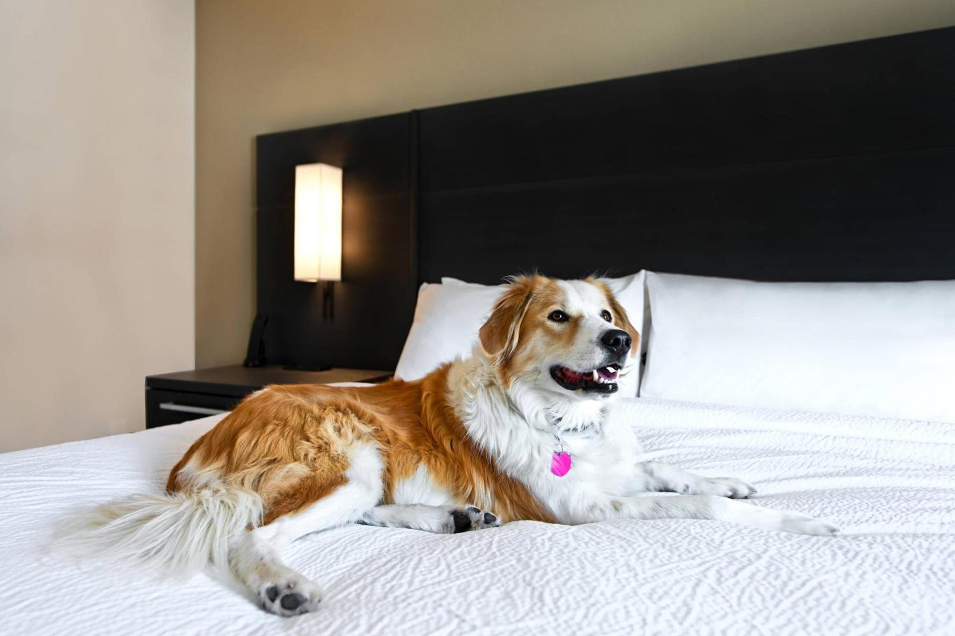 Residence Inn by Marriott Steamboat Springs photo 71