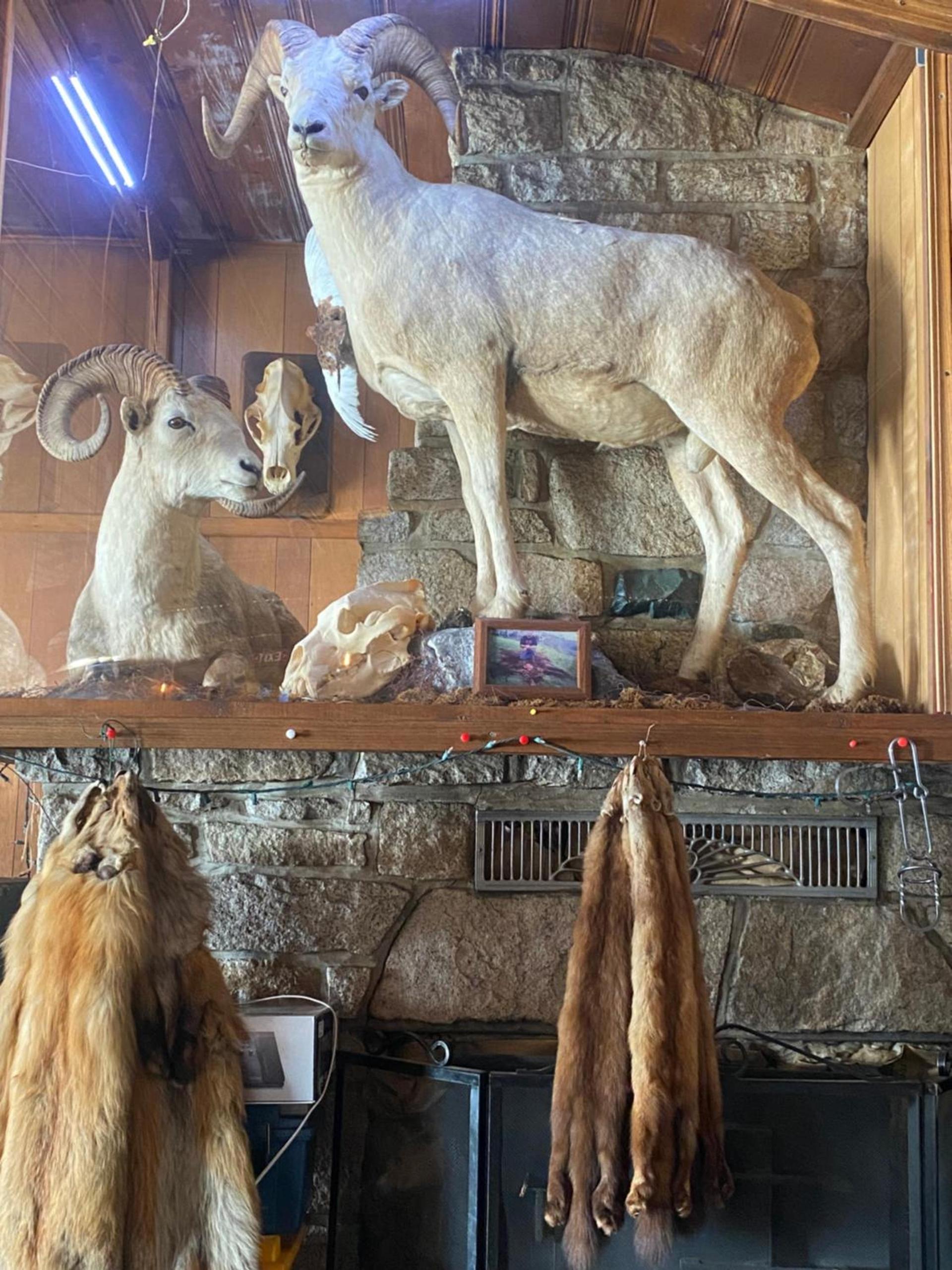 Tolsona Lake Lodge photo 10