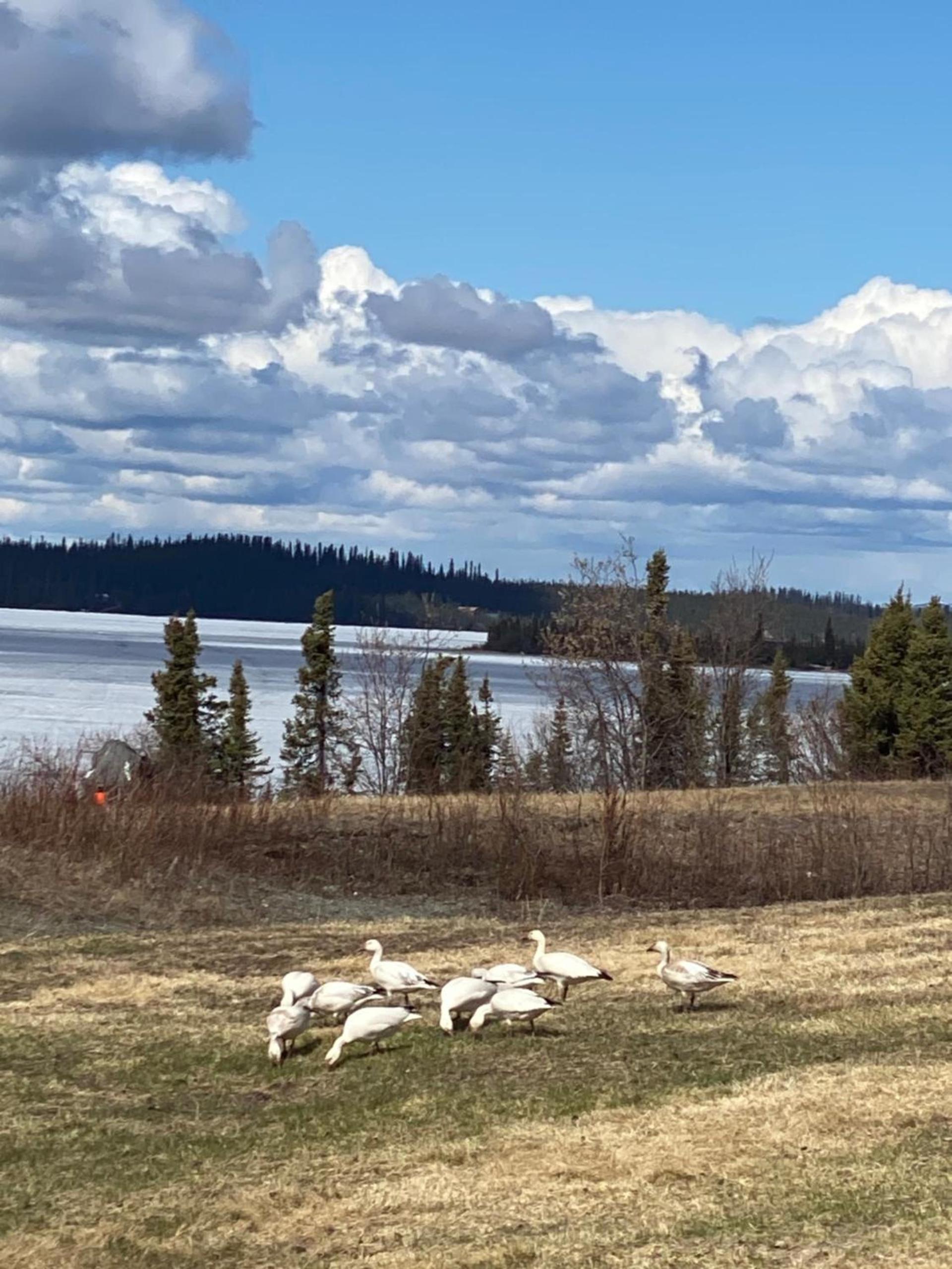 Tolsona Lake Lodge photo 12