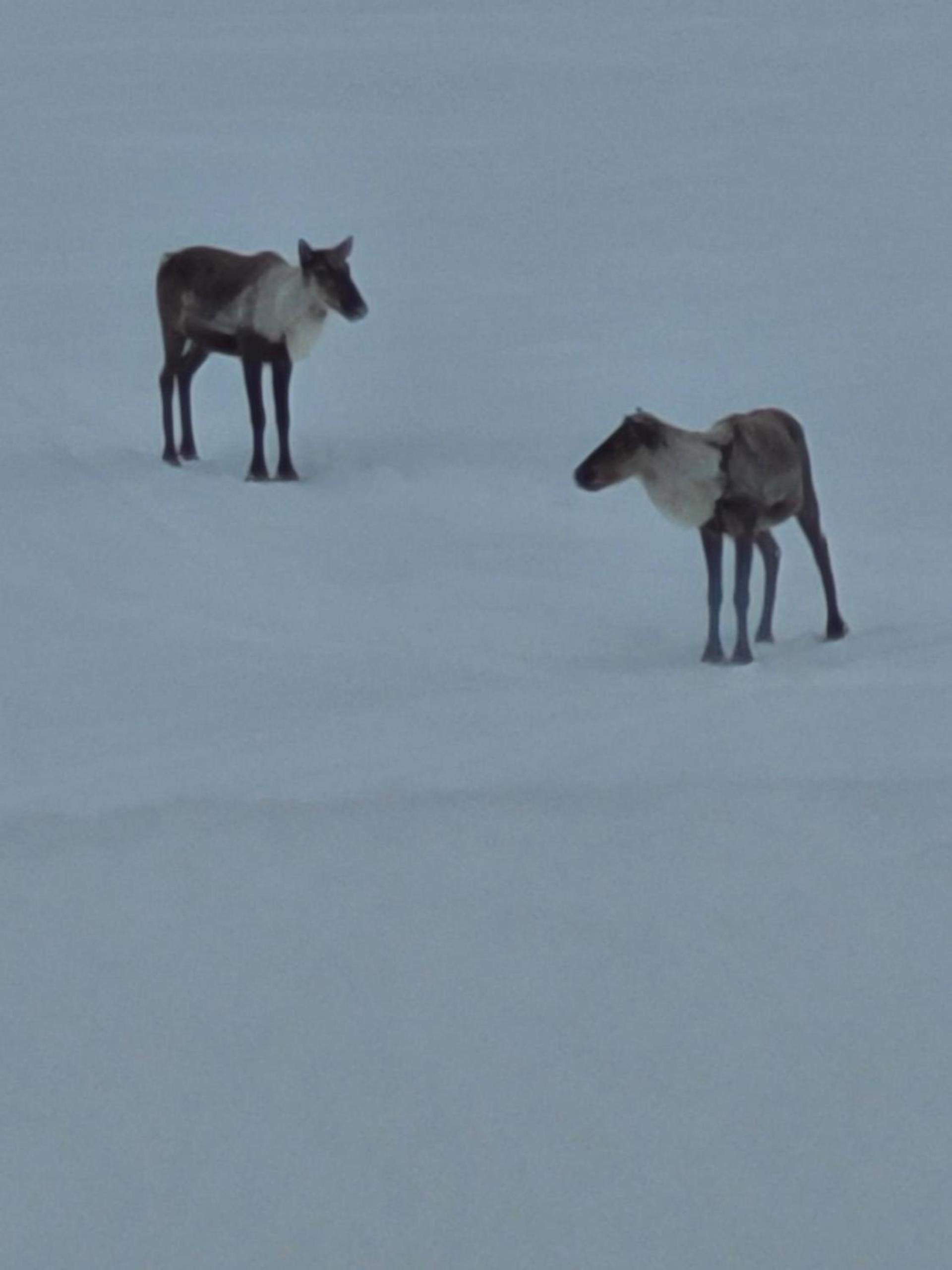 Tolsona Lake Lodge photo 17