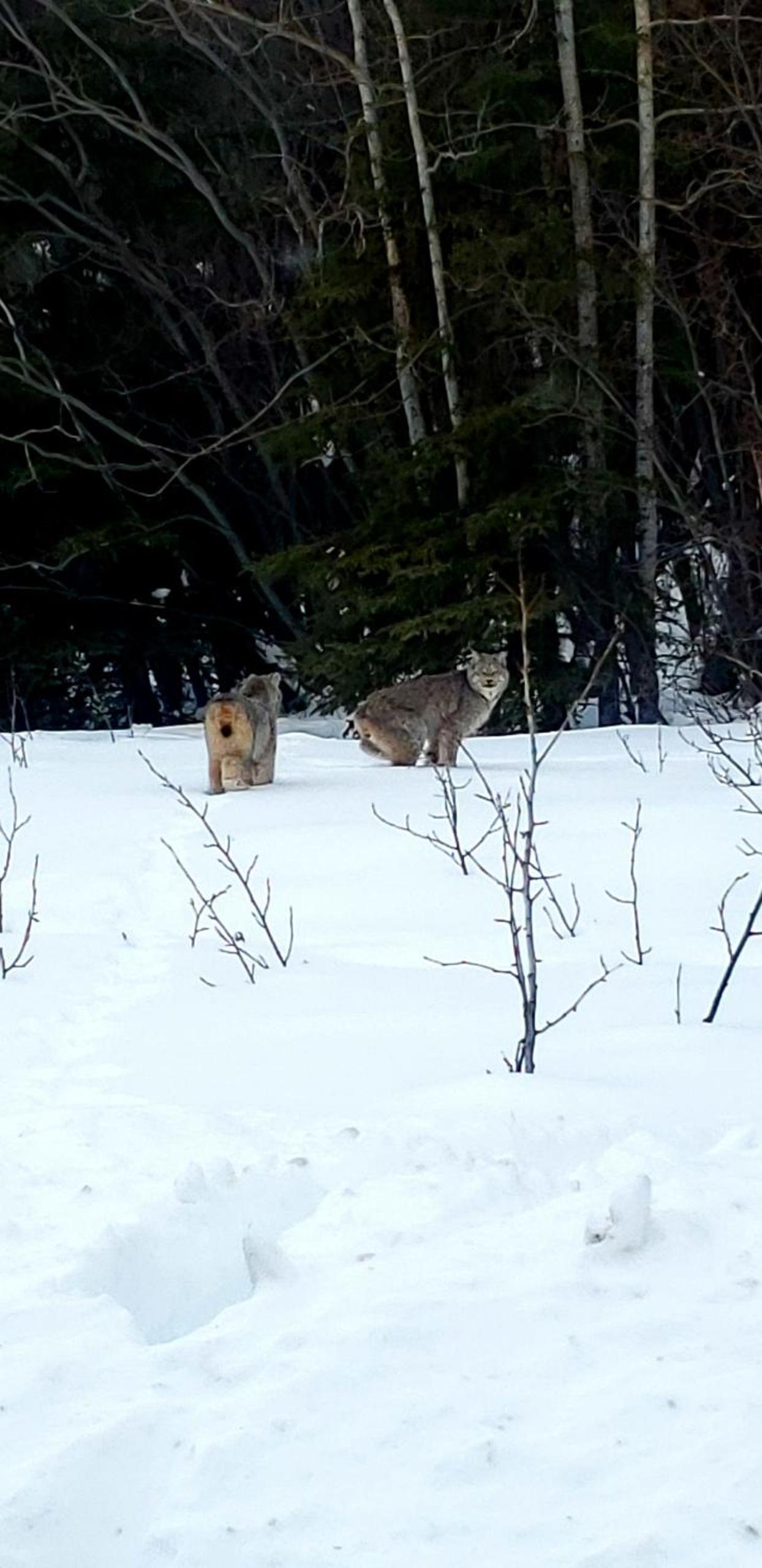 Tolsona Lake Lodge photo 18
