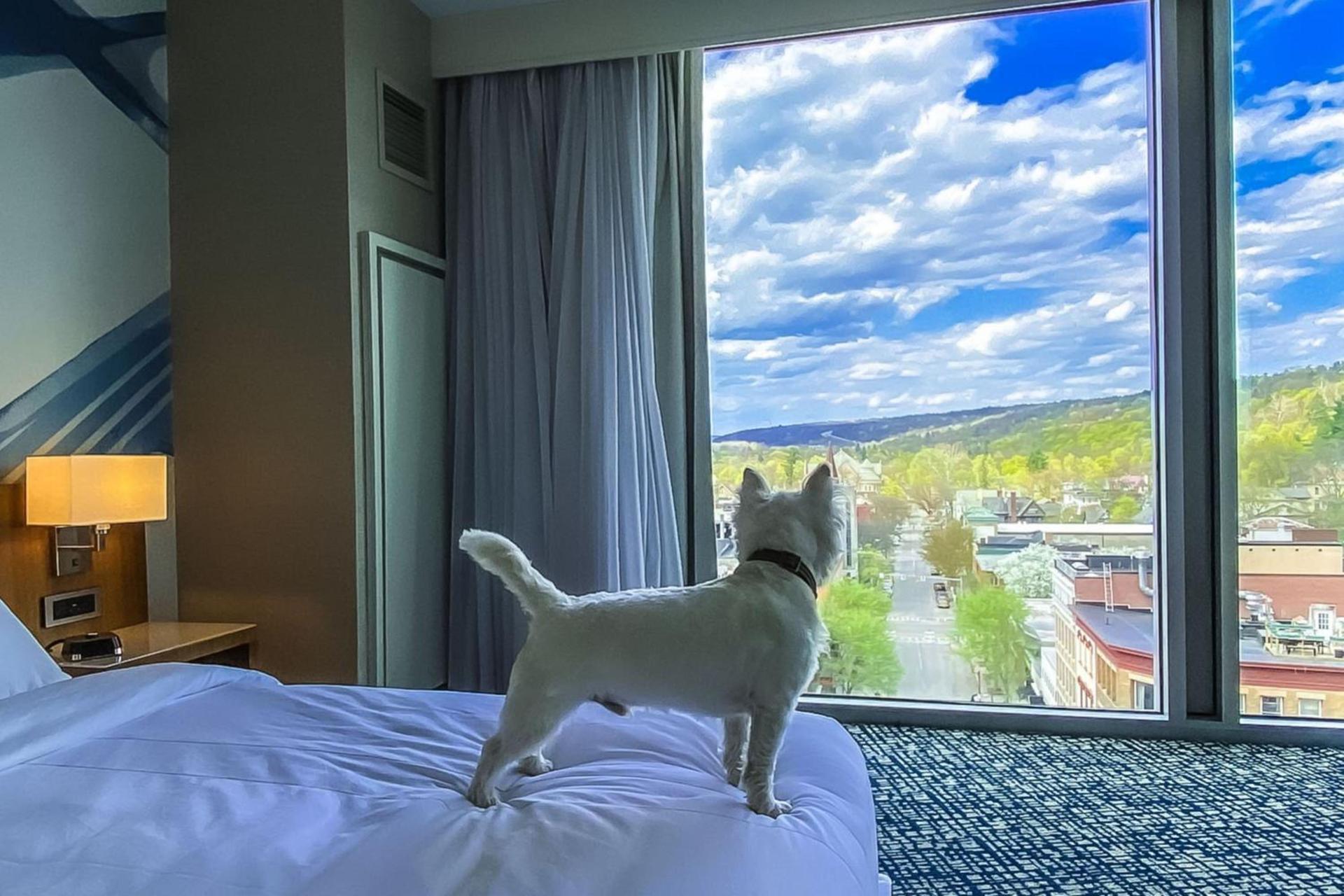 Ithaca Marriott Downtown on the Commons photo 16