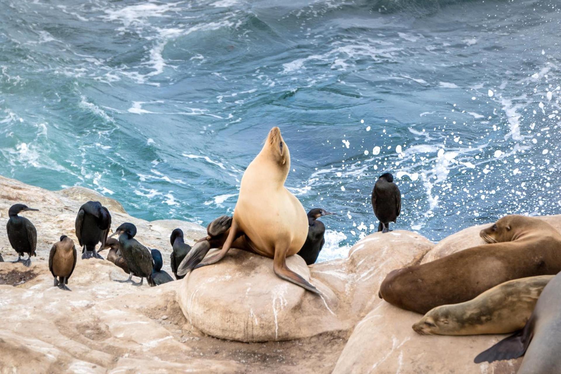 La Jolla Cove Suites photo 29