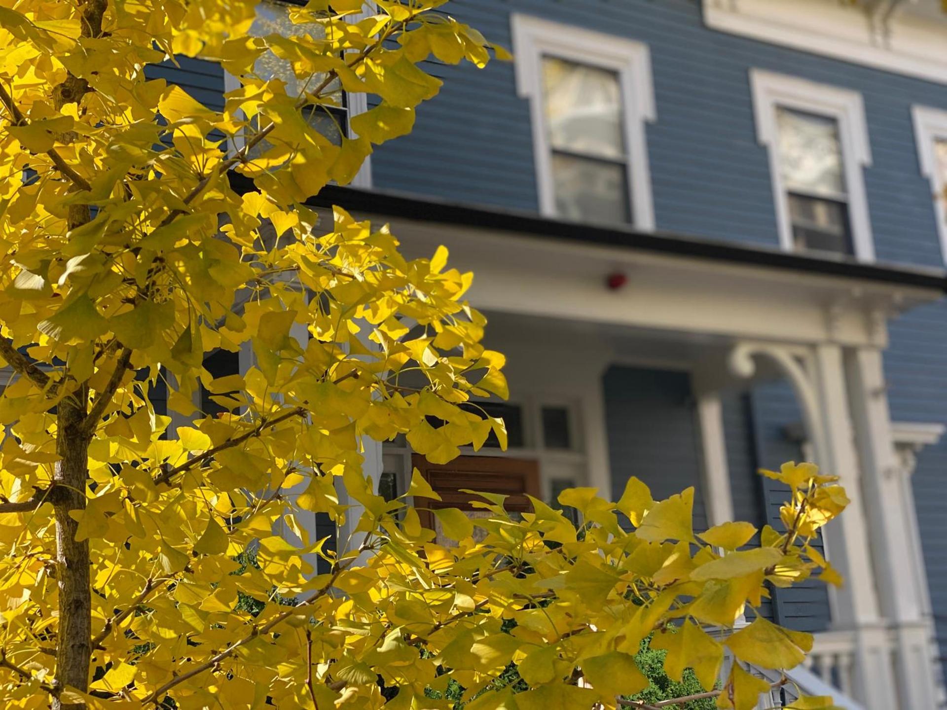 Ginkgo House on Harvard photo 5