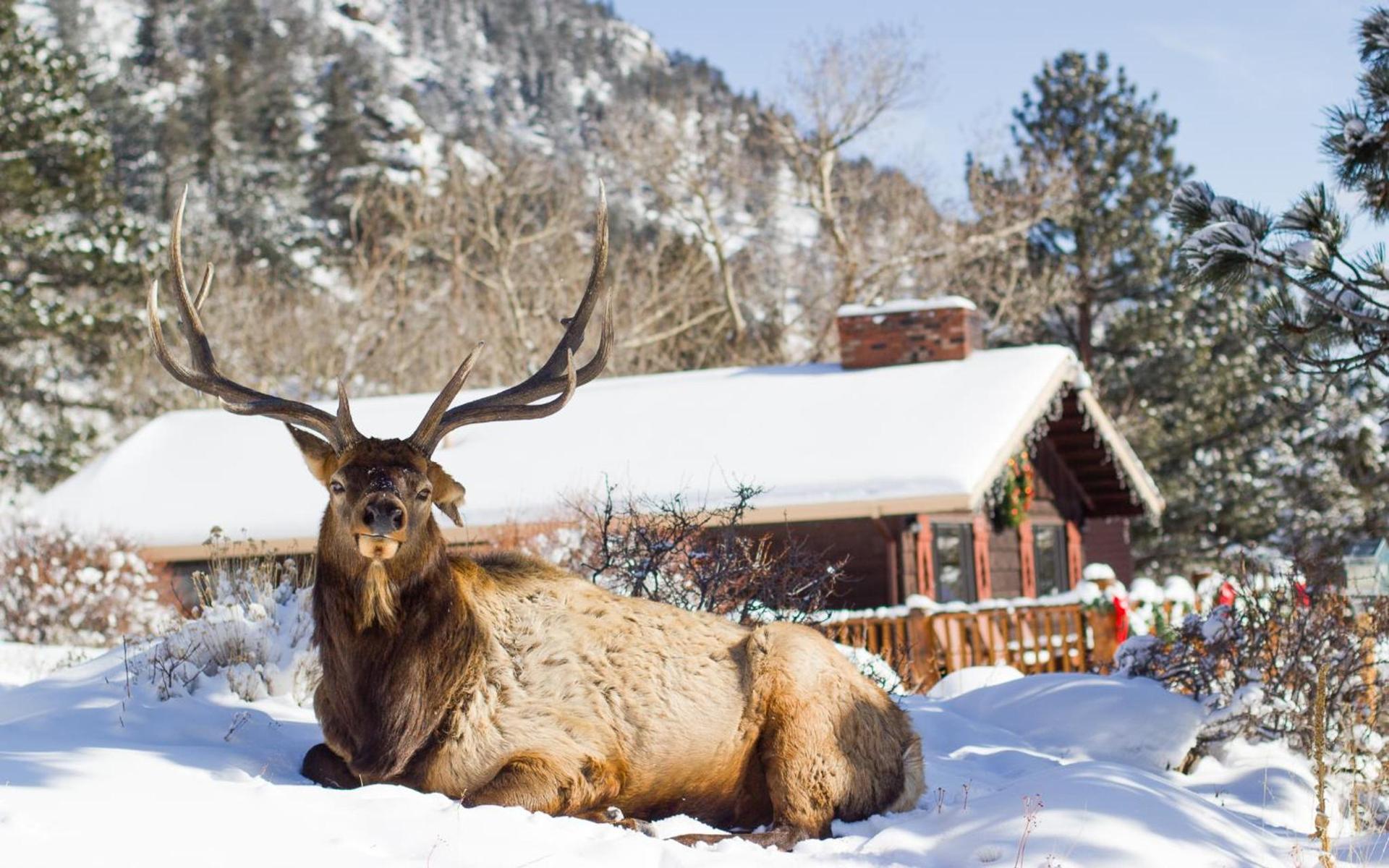 McGregor Mountain Lodge photo 4