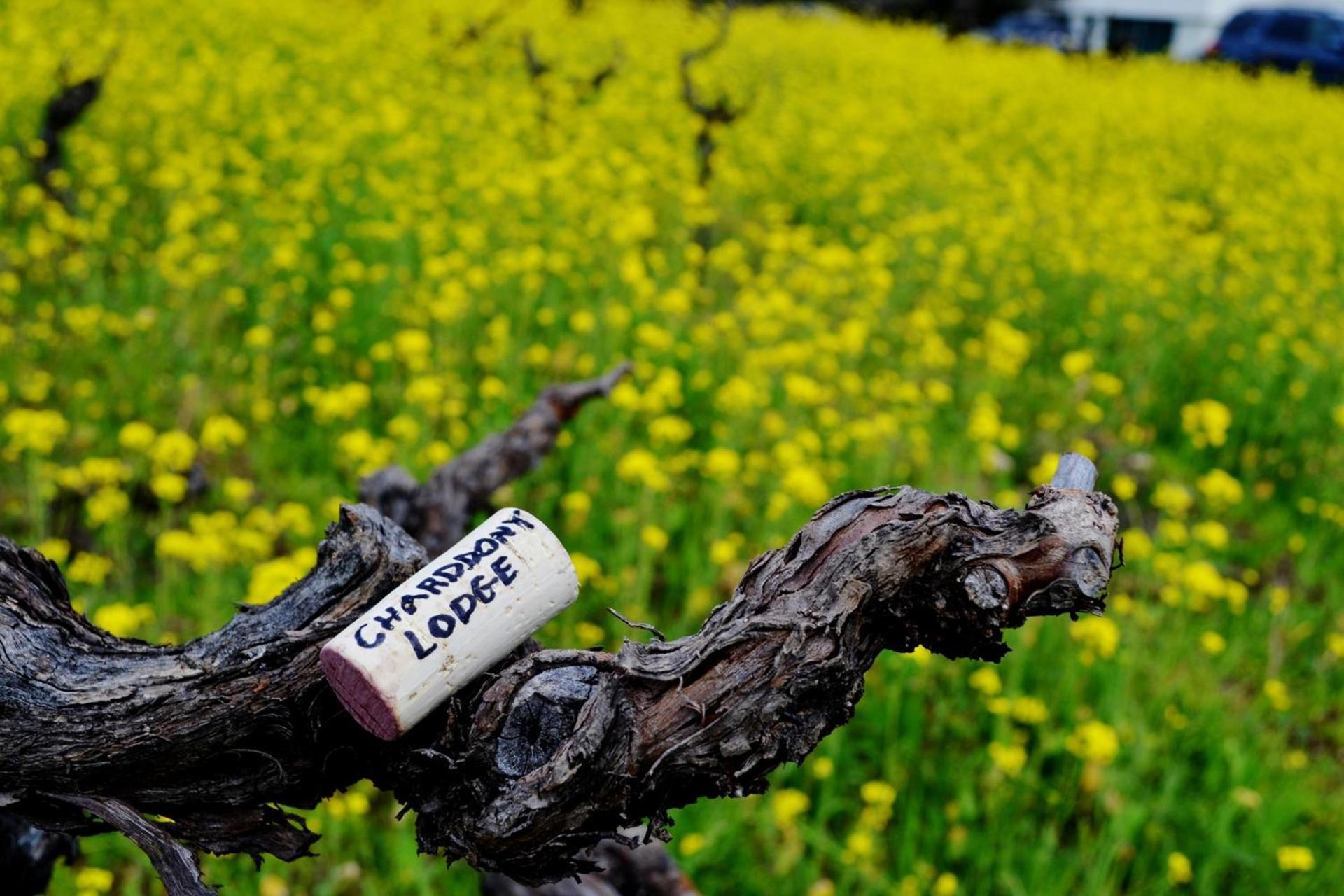 Chardonnay Lodge photo 55