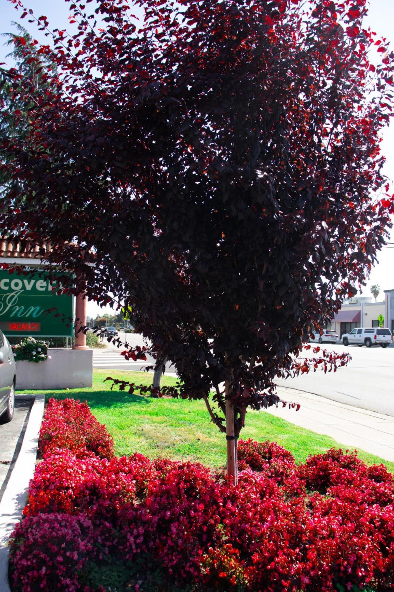 Discovery Inn photo 40