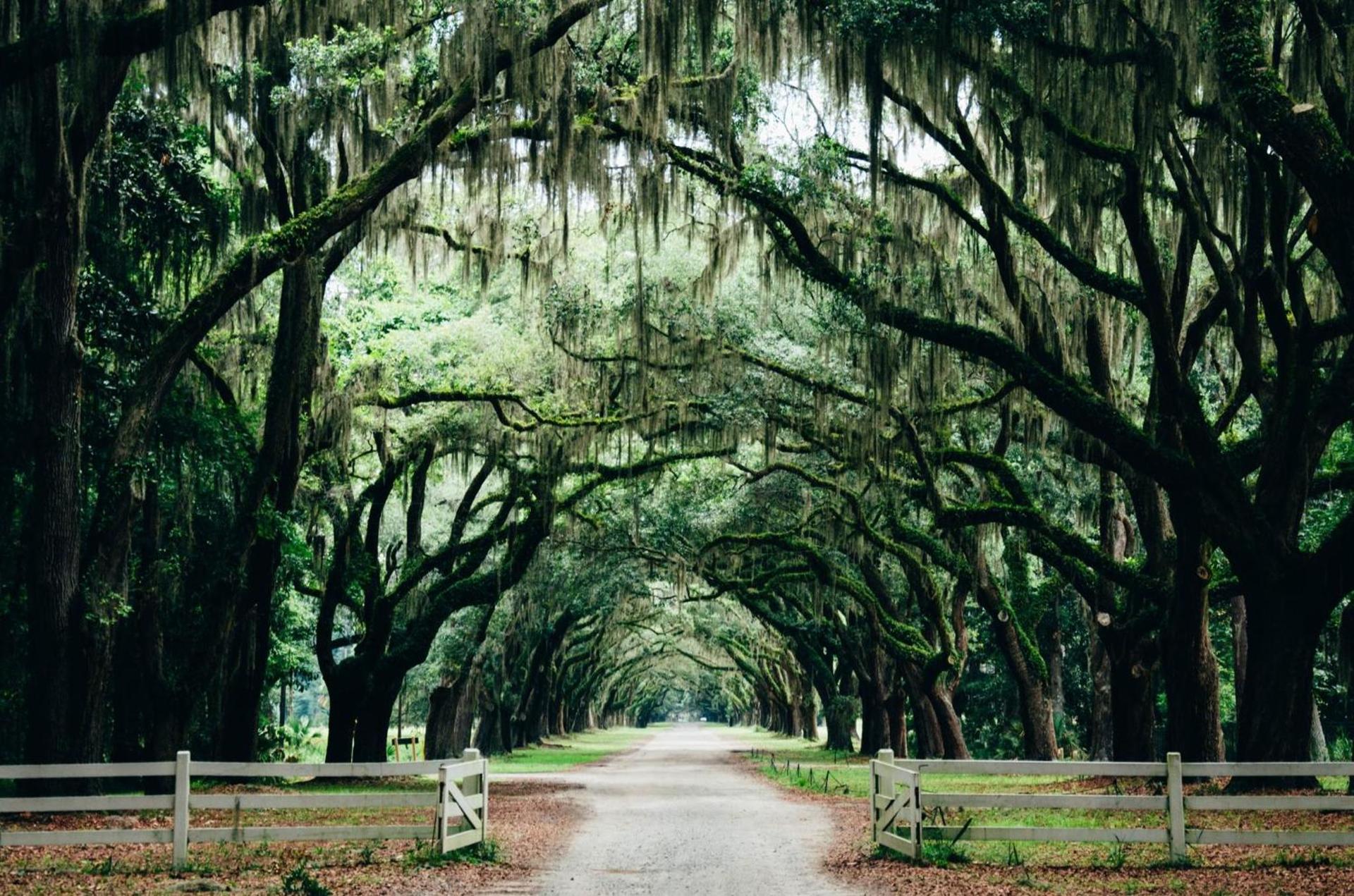 Hotel Indigo Savannah Historic District by IHG photo 44