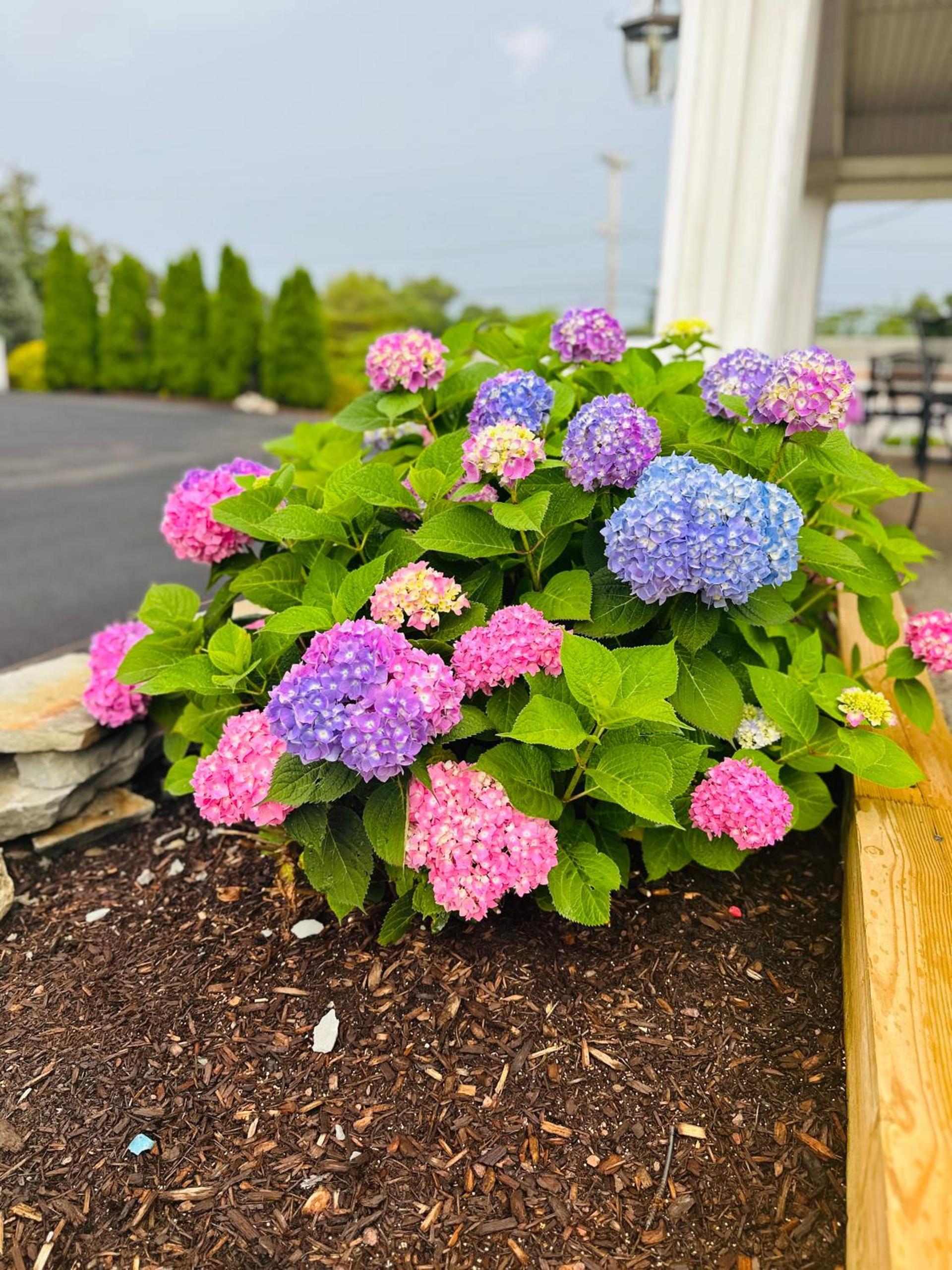 Blue Spruce photo 14