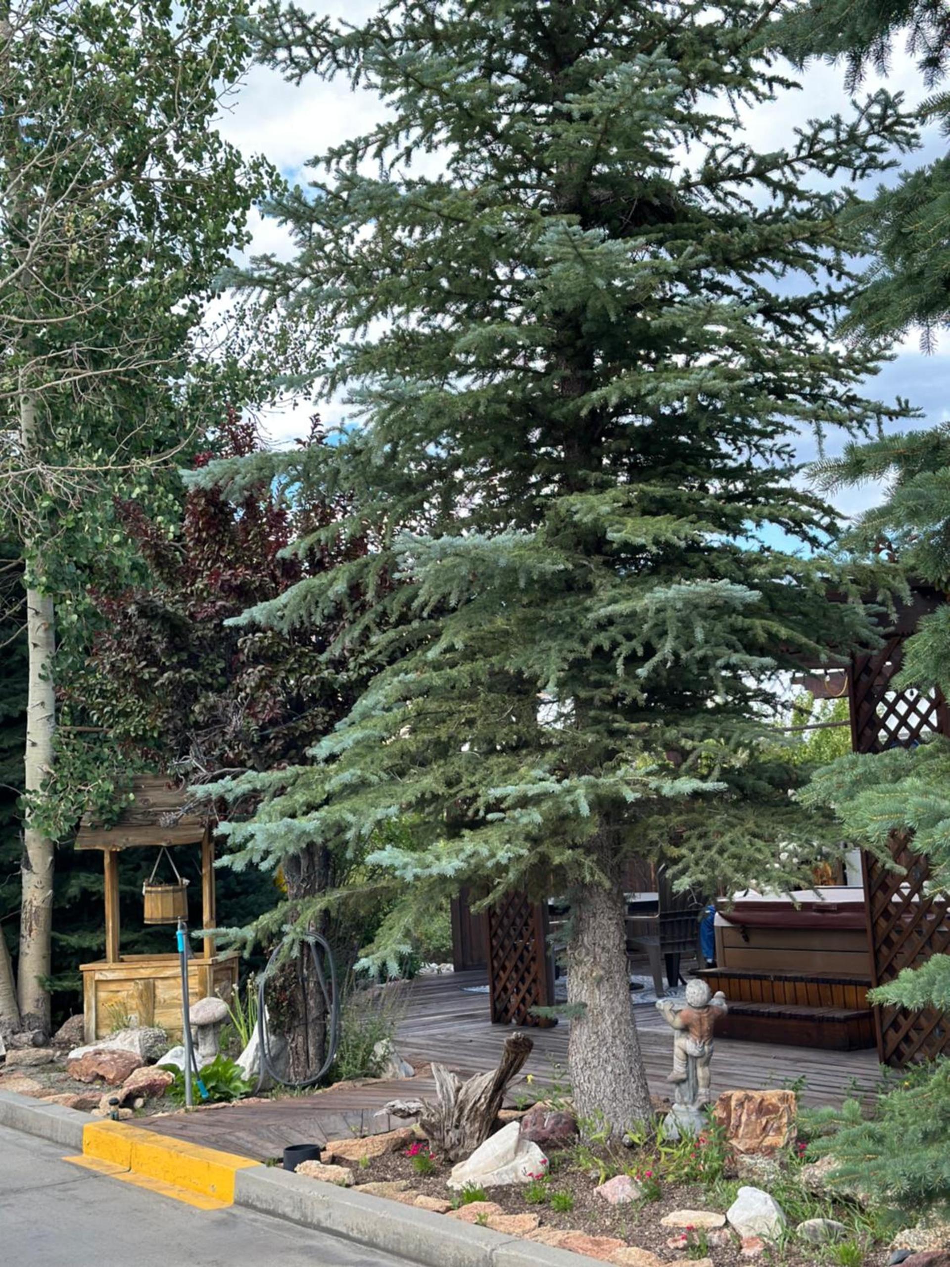 Browns Canyon Inn photo 81