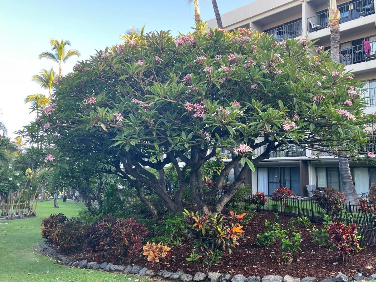 DELUXE PANORAMIC OCEAN VIEW - Dual AC - RENOVATED - FULLY EQUIPPED - SELF MGMT FREE PARKING photo 54