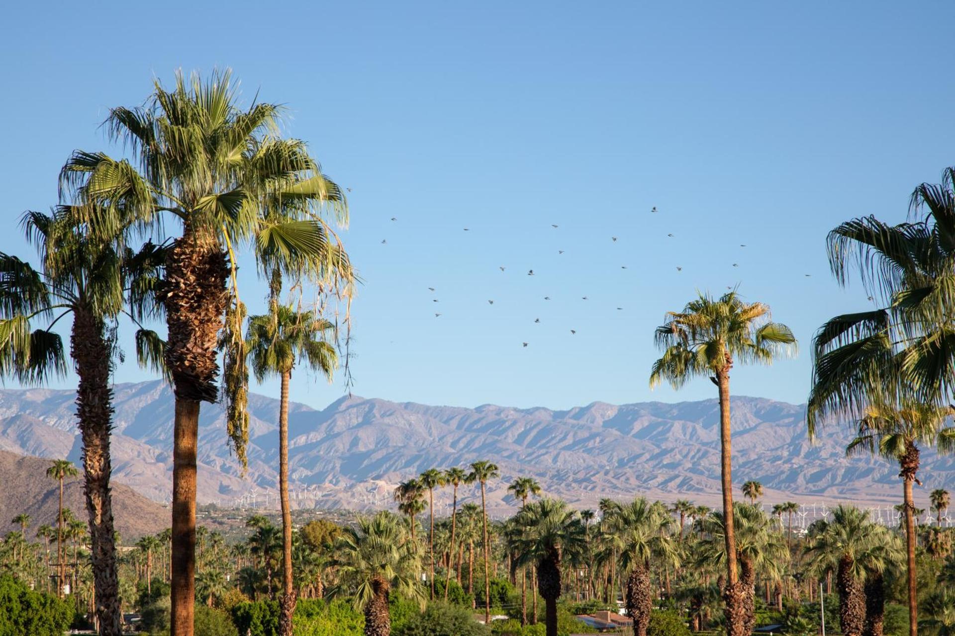 The Saguaro Palm Springs photo 50