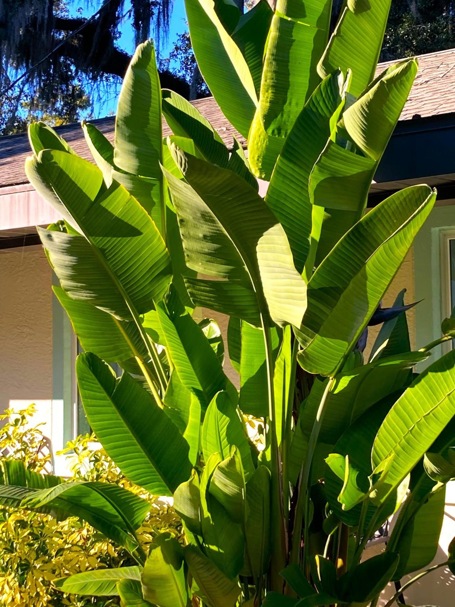 Retreat at Crystal Manatee photo 32