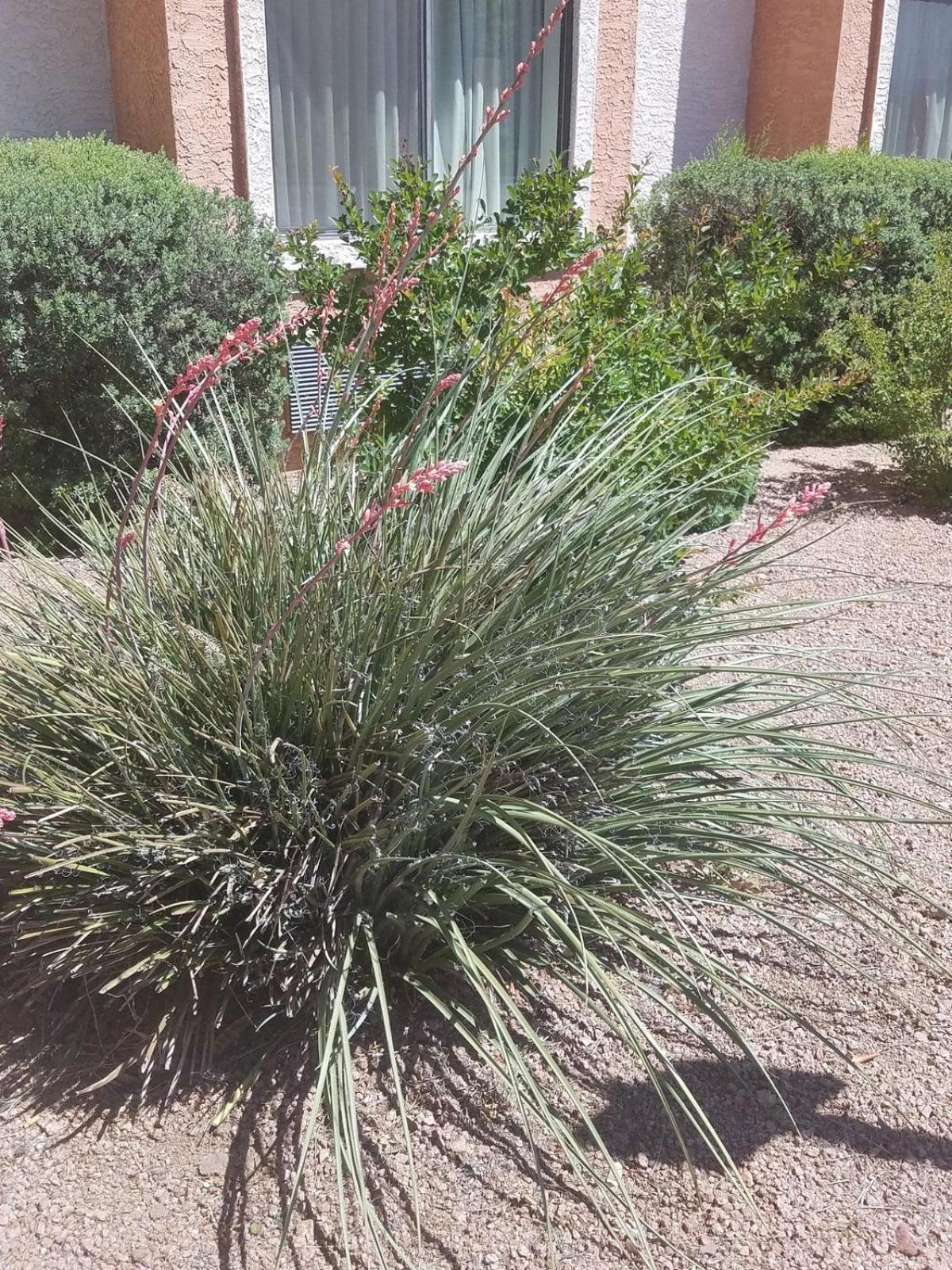 Days Inn by Wyndham Camp Verde Arizona photo 34
